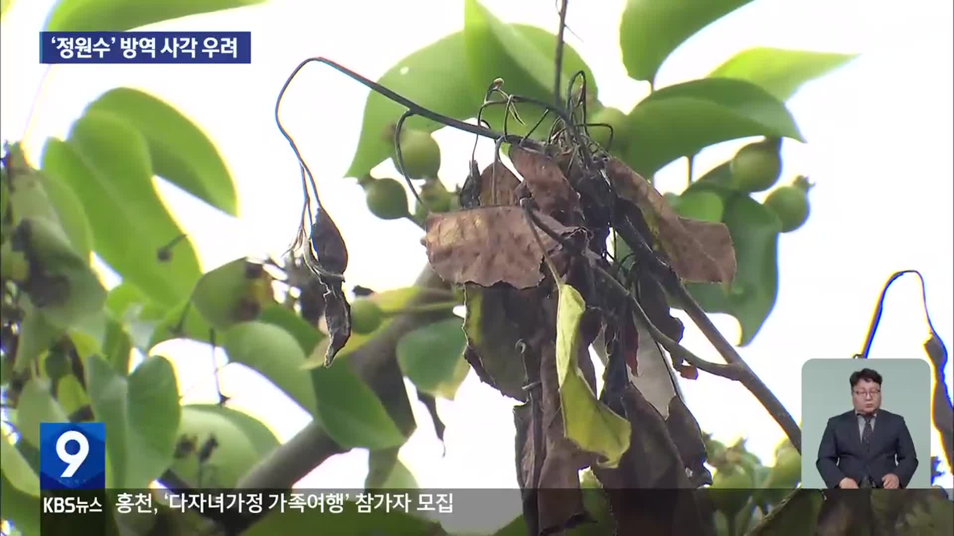 ‘과수화상병’ 확산하는데…‘정원수’ 방역 사각