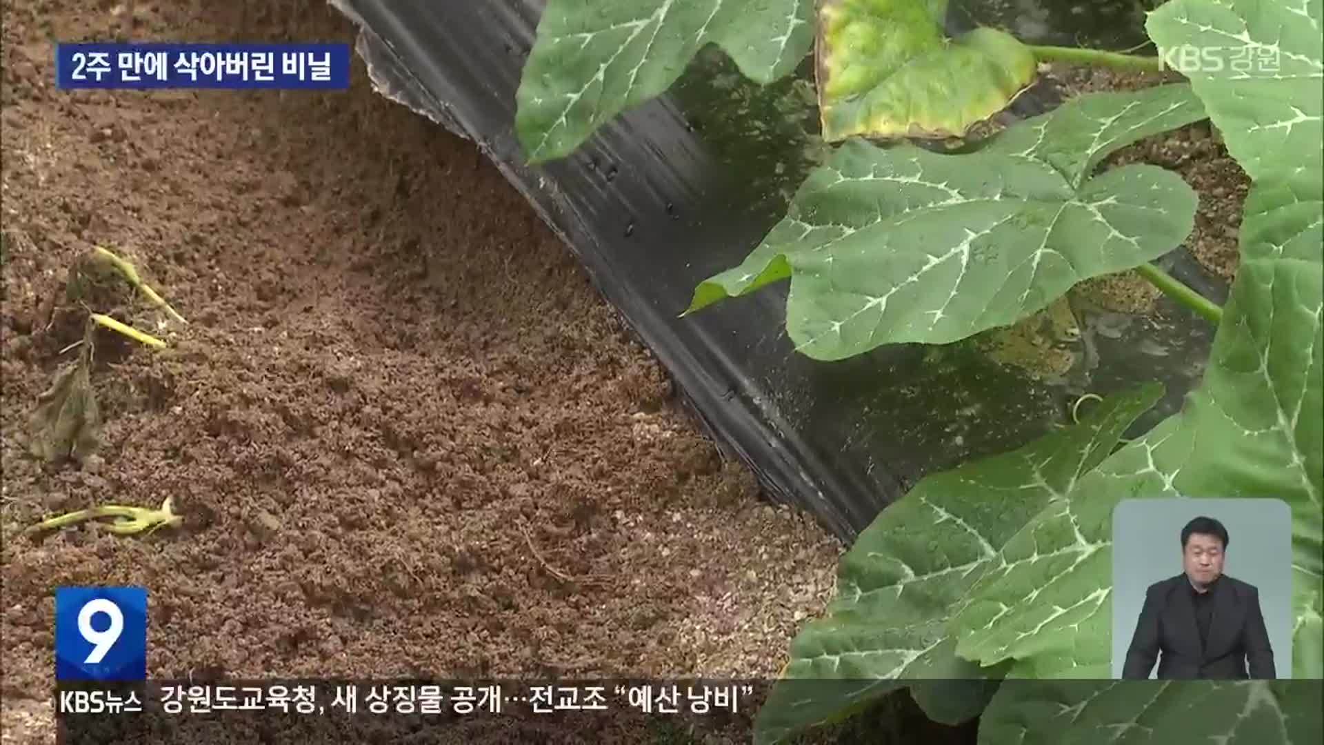 2주 만에 삭아버린 비닐…“올해 농사 어쩌나?”