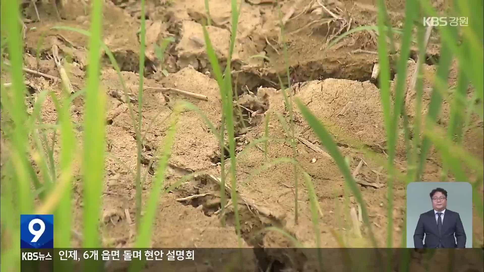 강원 동해안 논·밭도 갈라져…가뭄 피해 확산