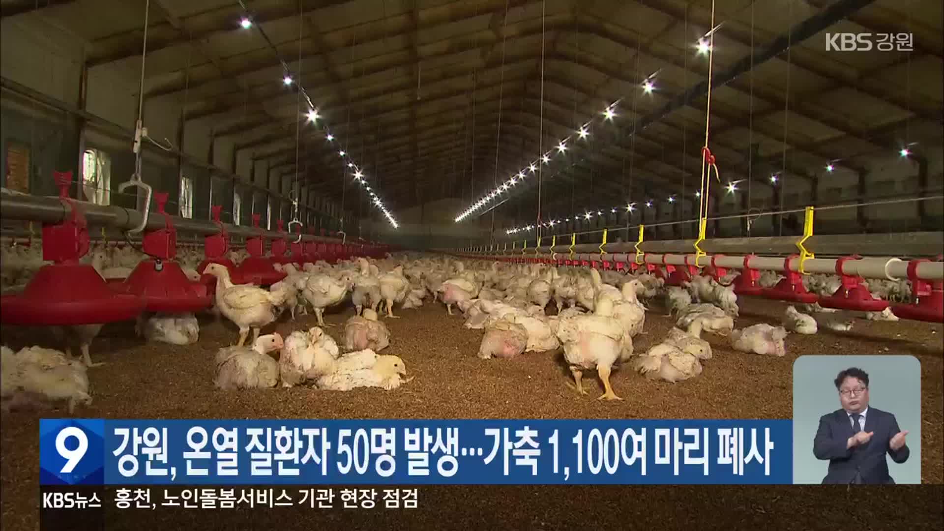 강원, 온열 질환자 50명 발생…가축 1,100여 마리 폐사