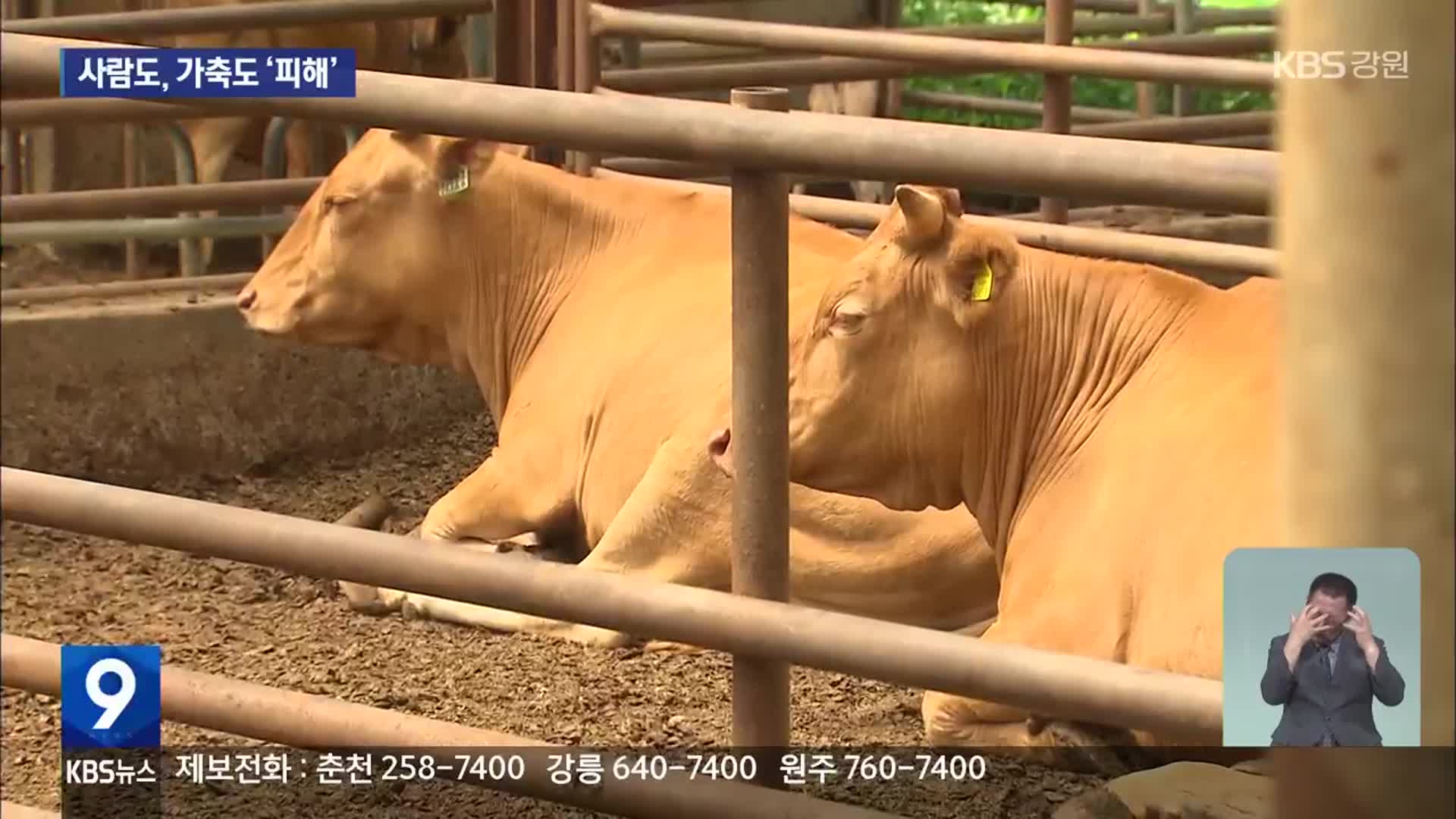 사람도 동물도 ‘헉헉’…폭염 피해 속출