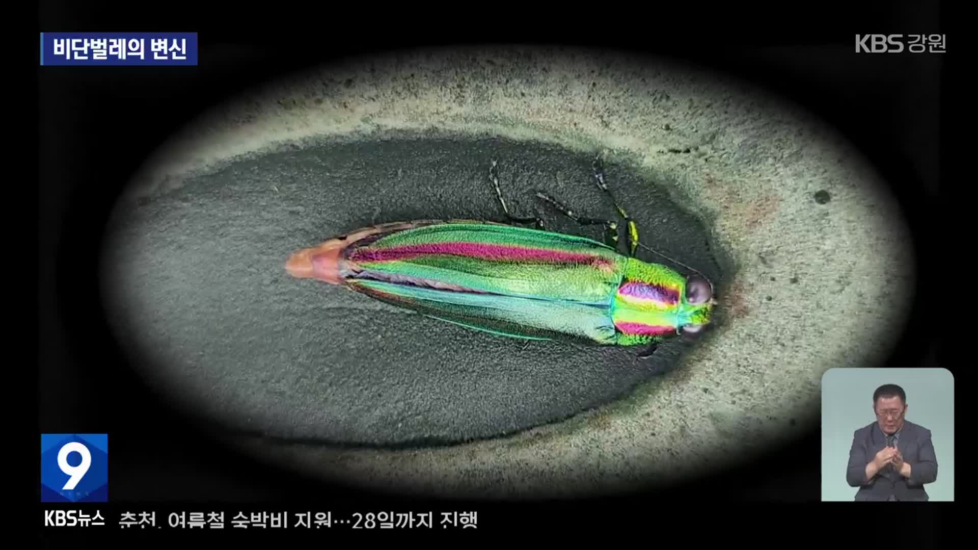 멸종위기종 비단벌레…드디어 풀린 ‘우화의 비밀’