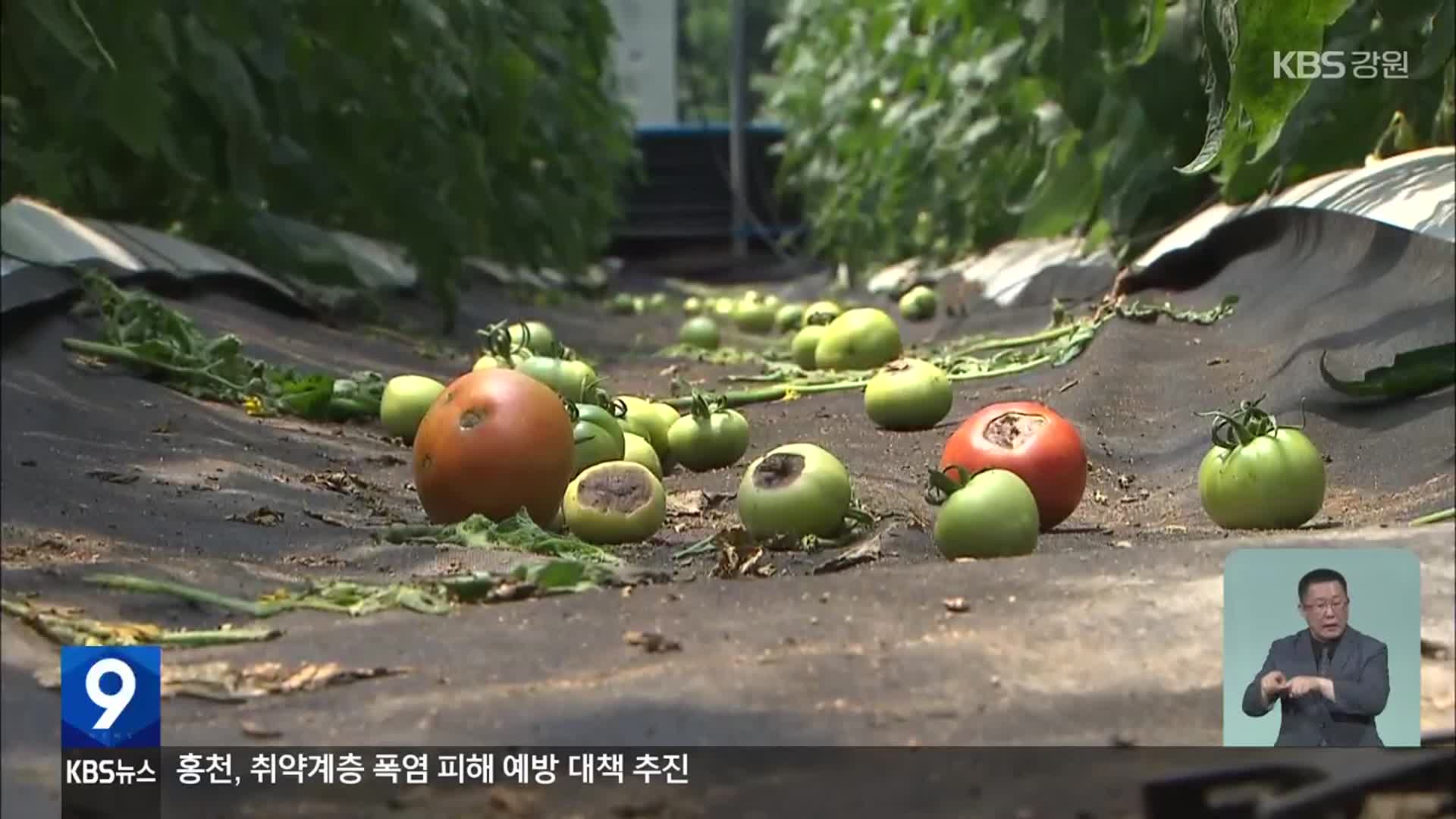 폭염에 토마토 축제도 ‘위기’…단축·축소