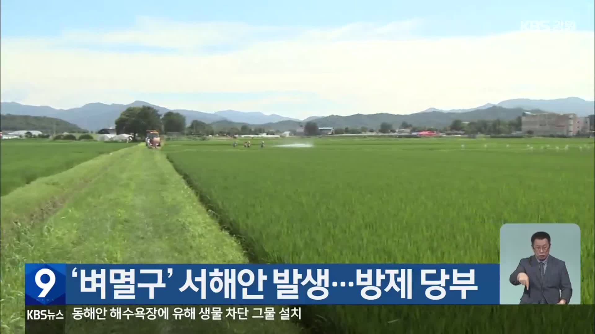 ‘벼멸구’ 서해안 발생…방제 당부