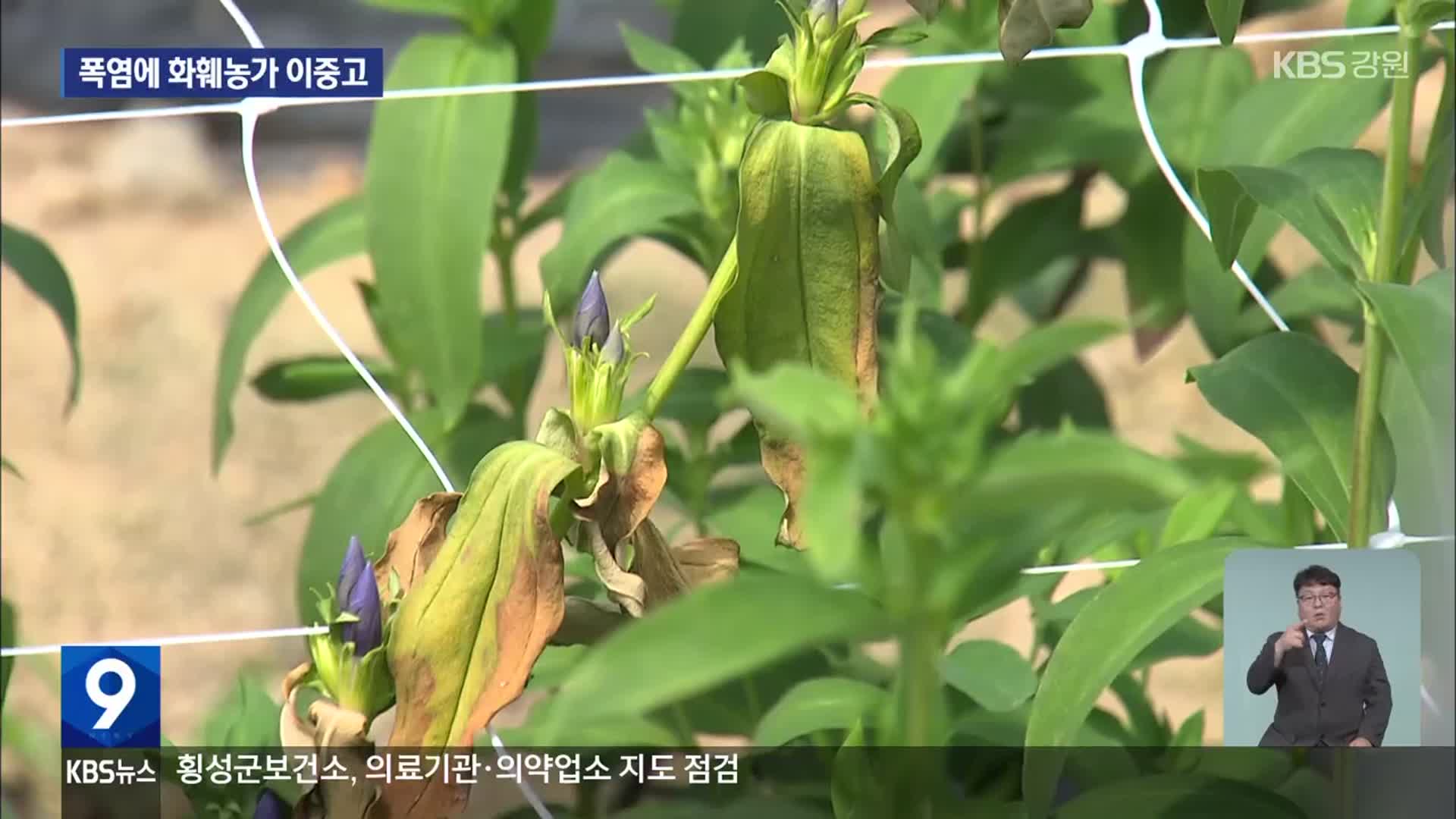 말라 죽고 일찍 피고…폭염에 화훼농가 이중고