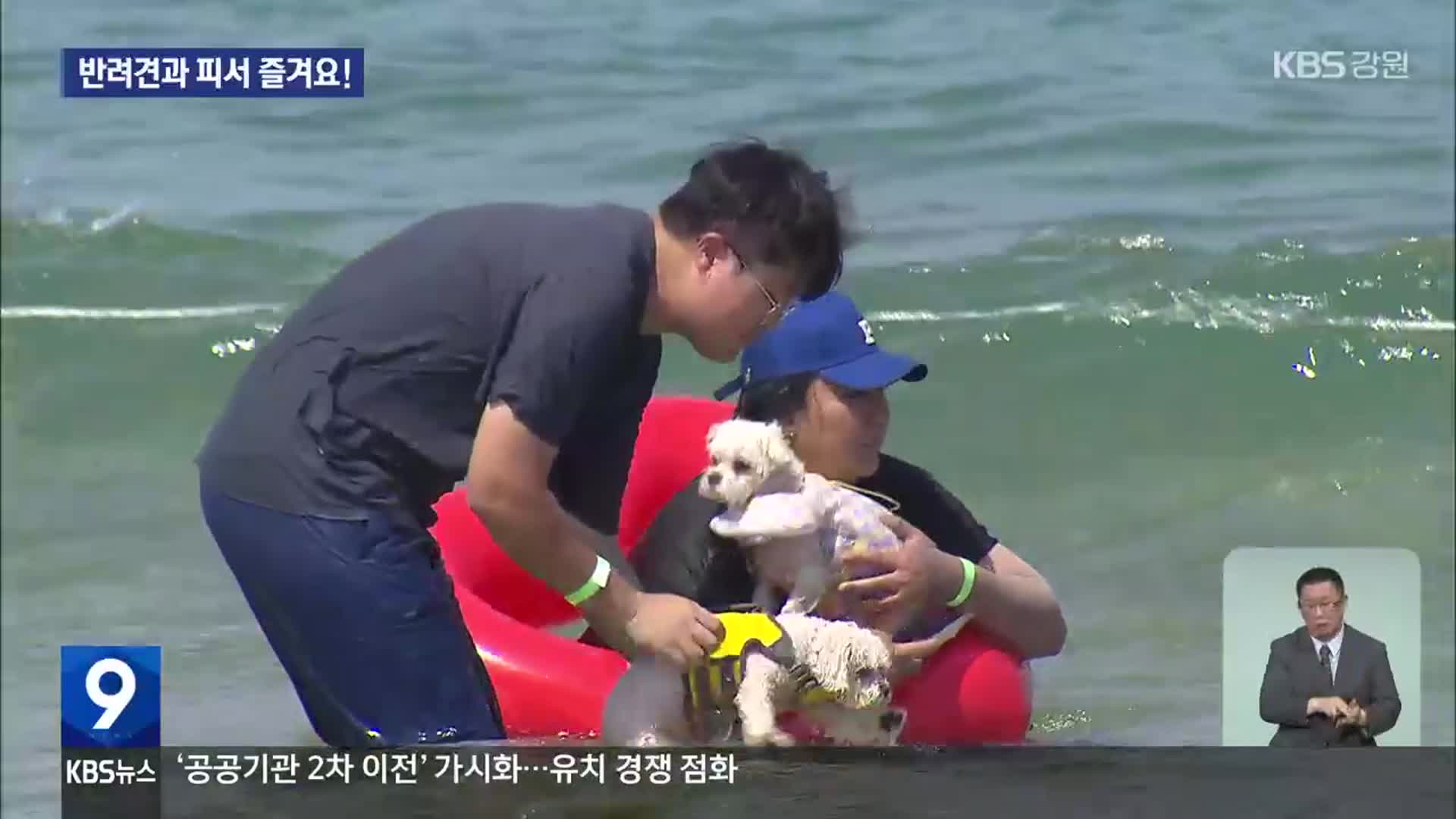 반려견도 ‘바닷물 풍덩’…“피서 함께 즐겨요”