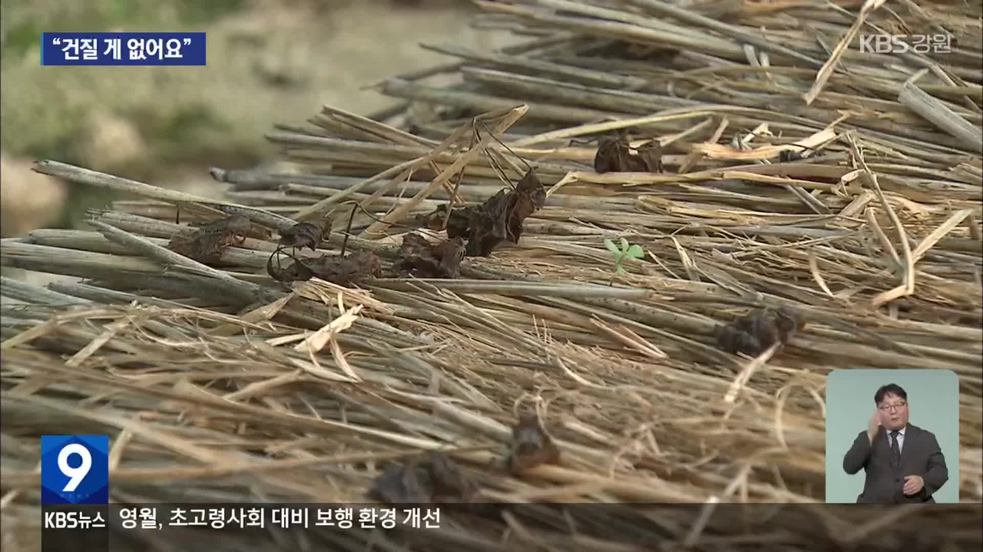 폭염에 타버린 어린 인삼…“성장판이 다친 거죠”