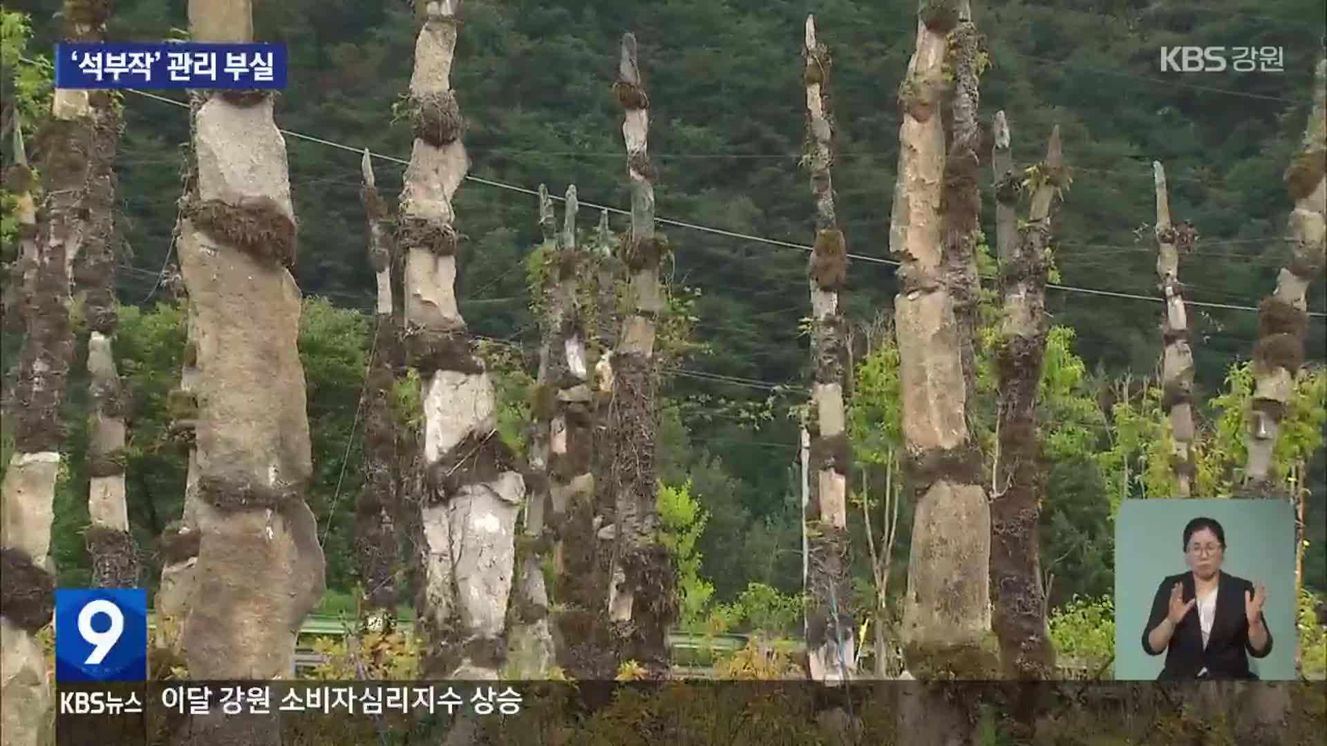개장하자마자 죽은 4억여 원 석부작…관리 부실