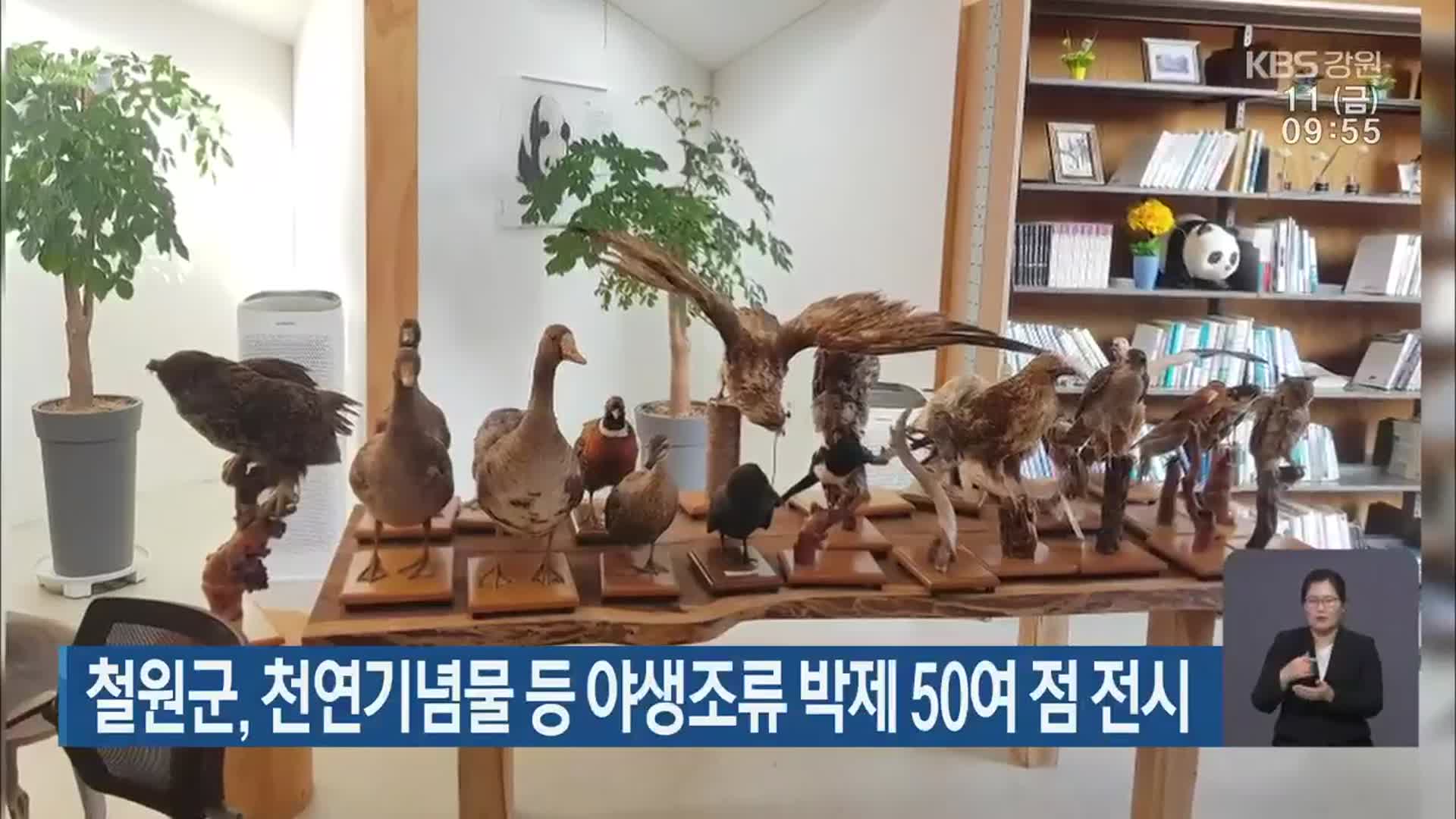 철원군, 천연기념물 등 야생조류 박제 50여 점 전시