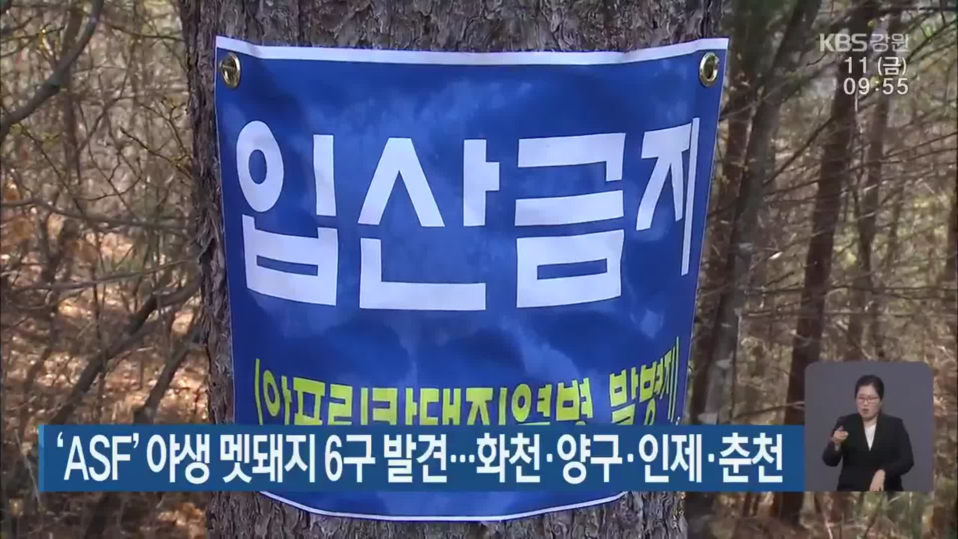 ‘ASF’ 야생 멧돼지 6구 발견…화천·양구·인제·춘천
