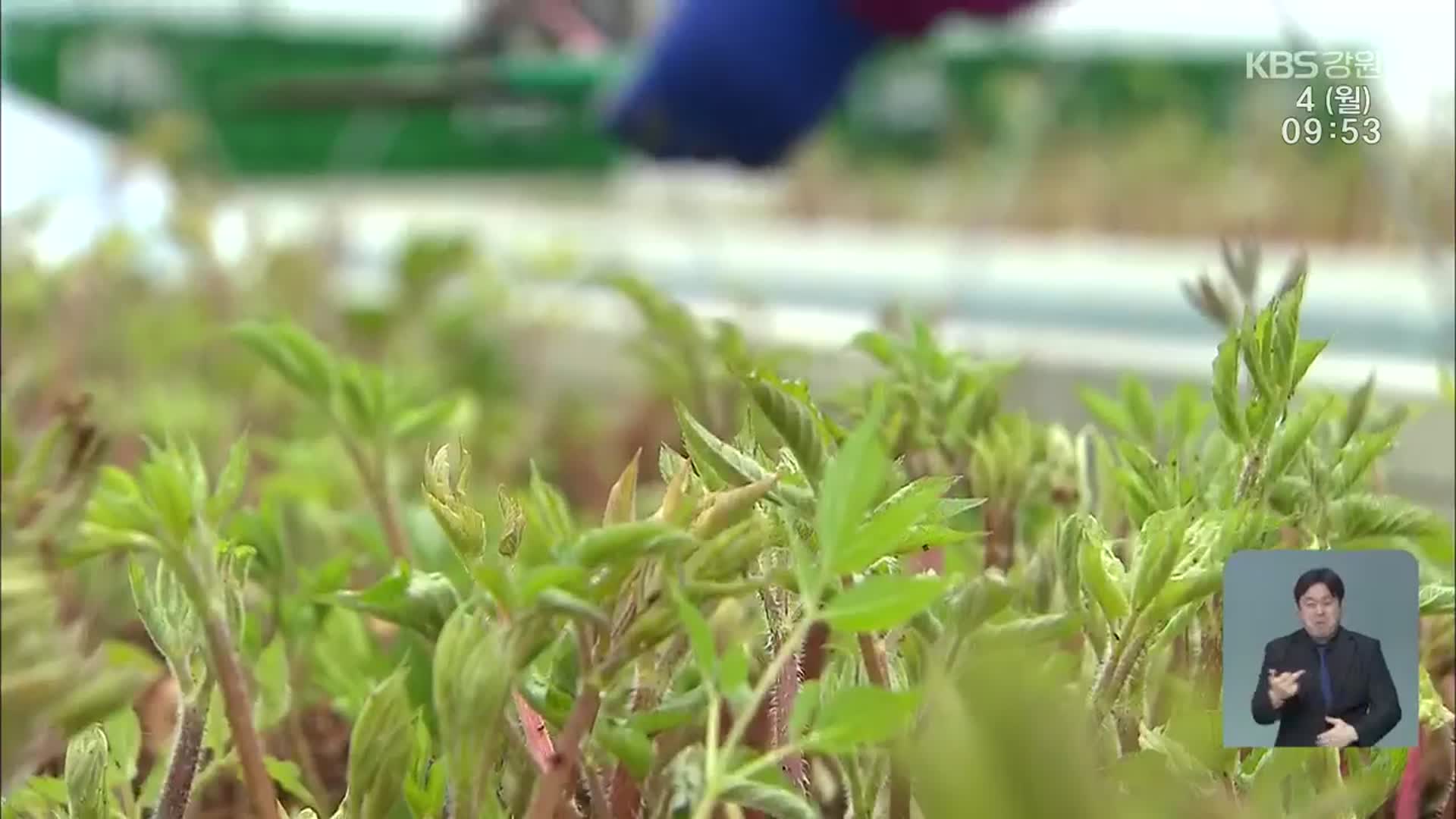 봄나물의 대명사 ‘땅두릅’…이젠 1월부터 맛본다