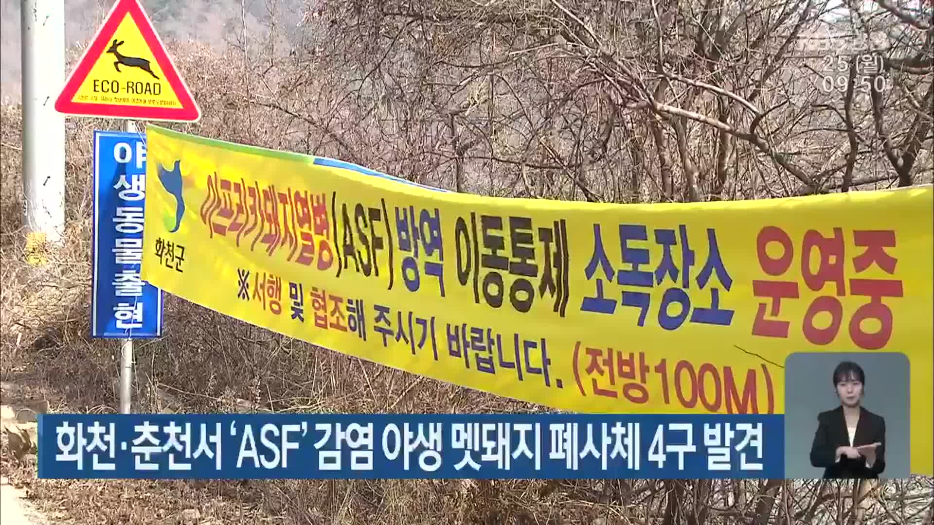화천·춘천서 ‘ASF’ 감염 야생 멧돼지 폐사체 4구 발견