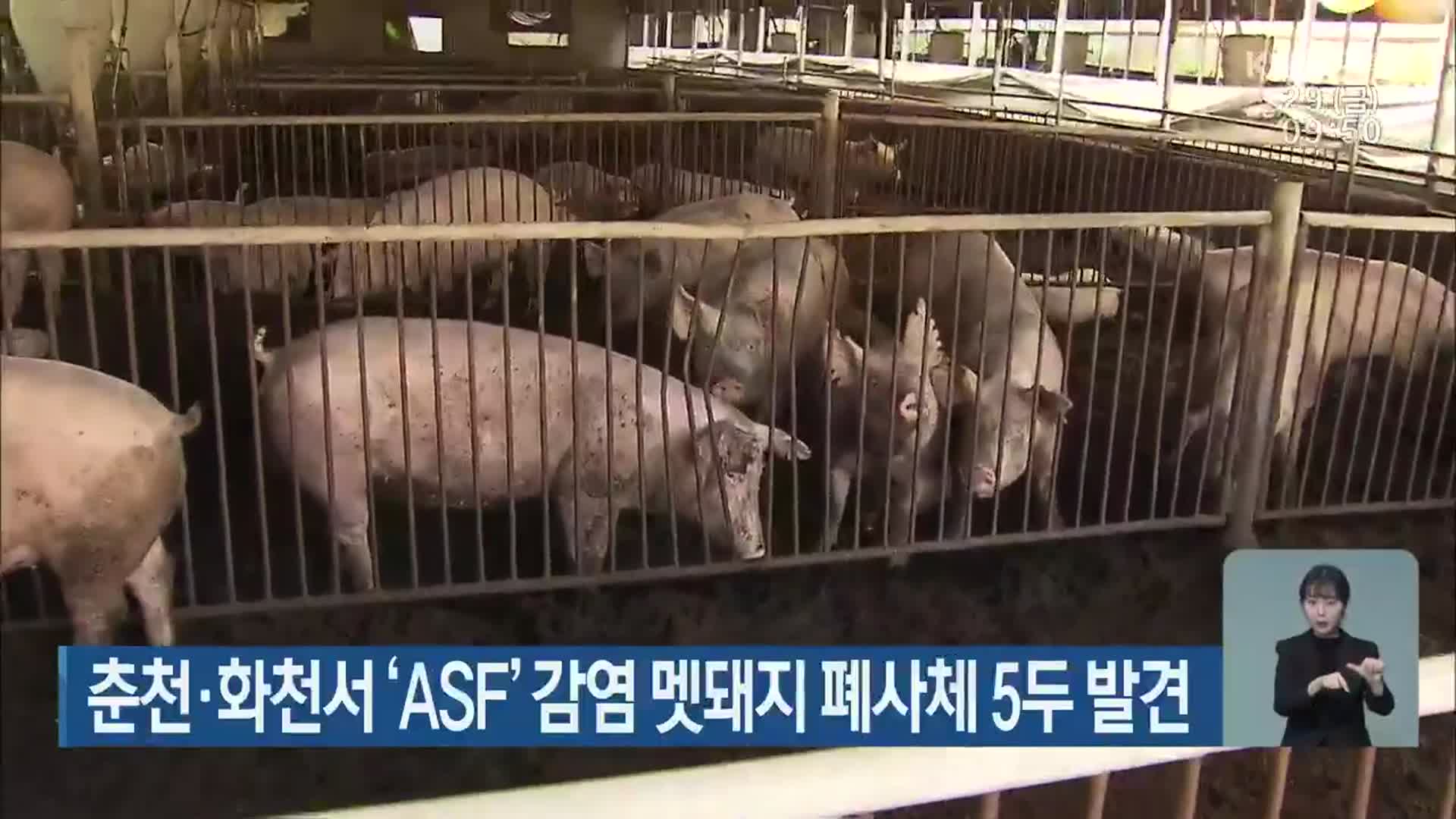 춘천·화천서 ‘ASF’ 감염 멧돼지 폐사체 5두 발견