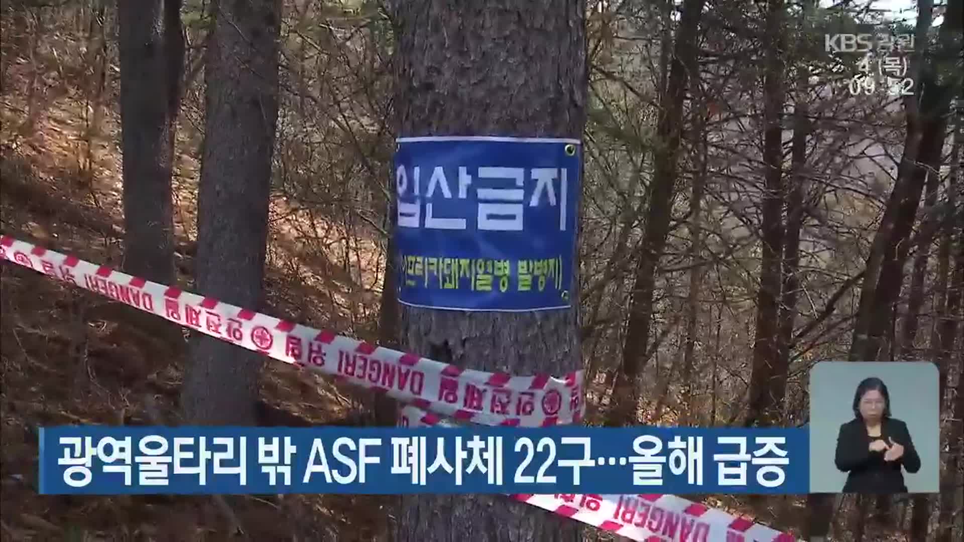 광역울타리 밖 ASF 폐사체 22구…올해 급증
