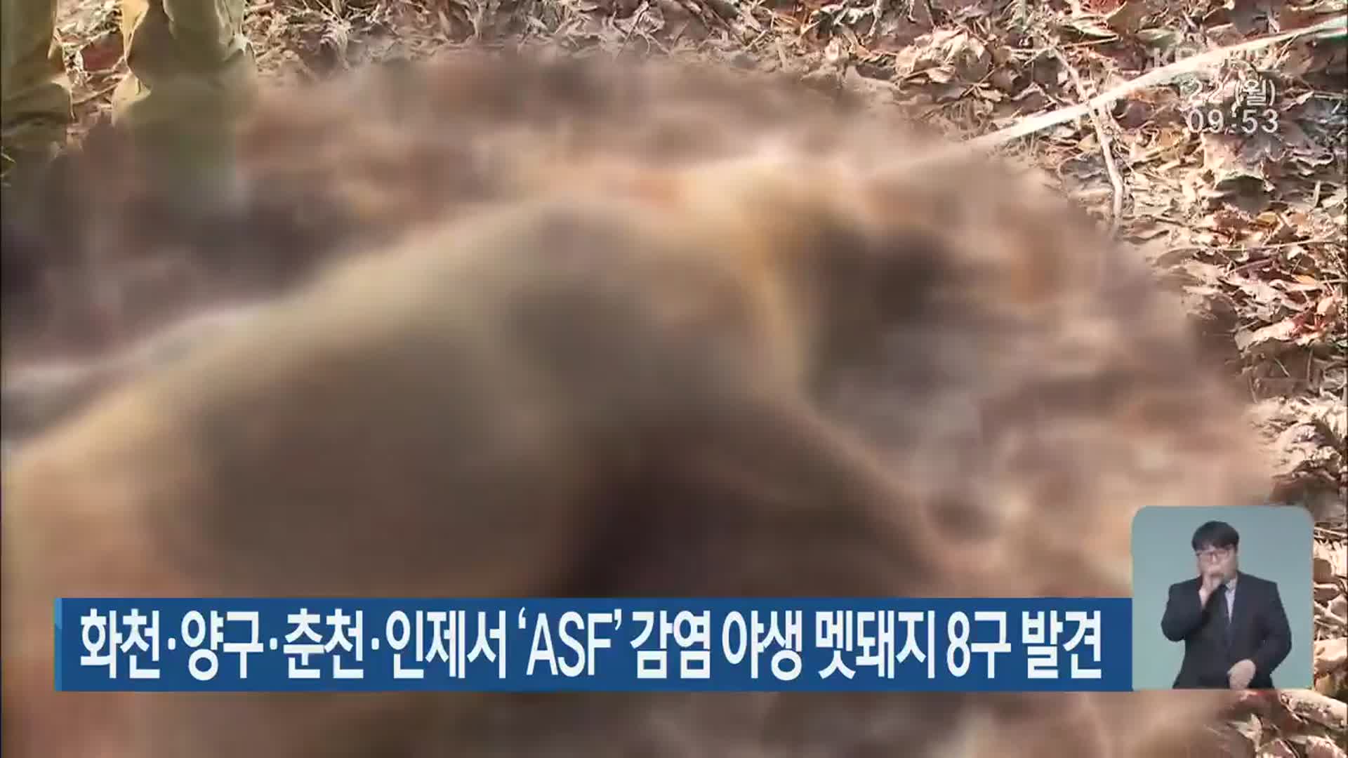 화천·양구·춘천·인제서 ‘ASF’ 감염 야생 멧돼지 8구 발견