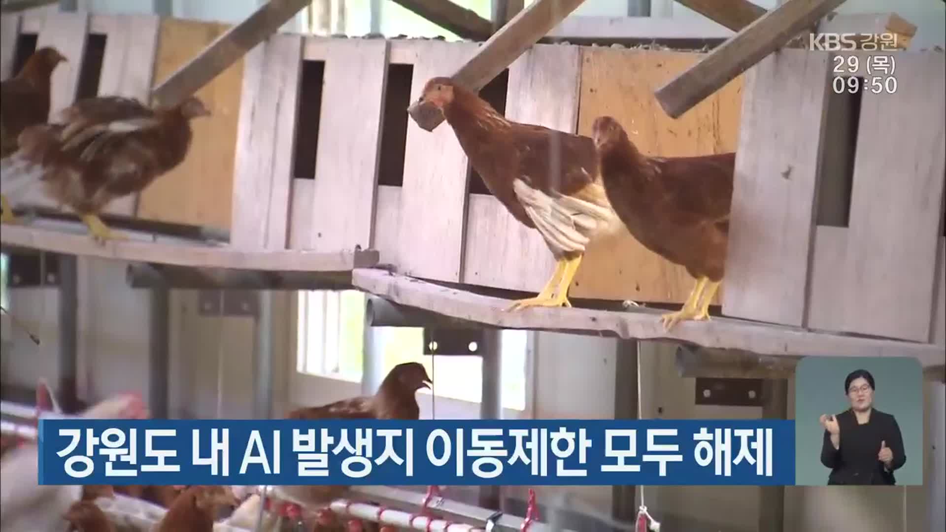 강원도 내 AI 발생지 이동제한 모두 해제