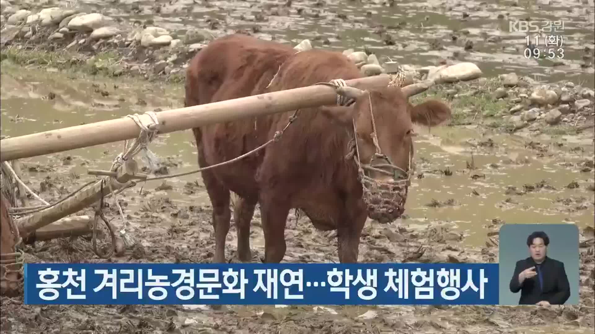 홍천 겨리농경문화 재연…학생 체험행사