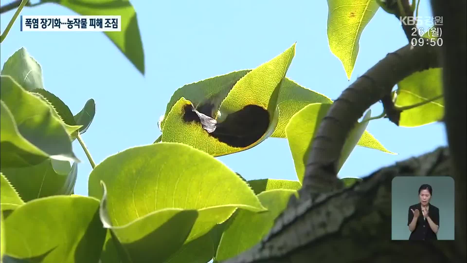 “잎이 타들어가요!”…농작물 폭염 피해 시작