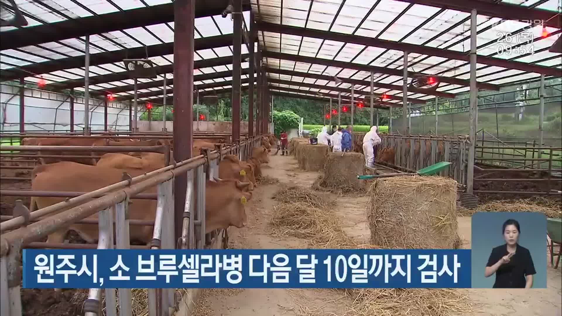 원주시, 소 브루셀라병 다음 달 10일까지 검사