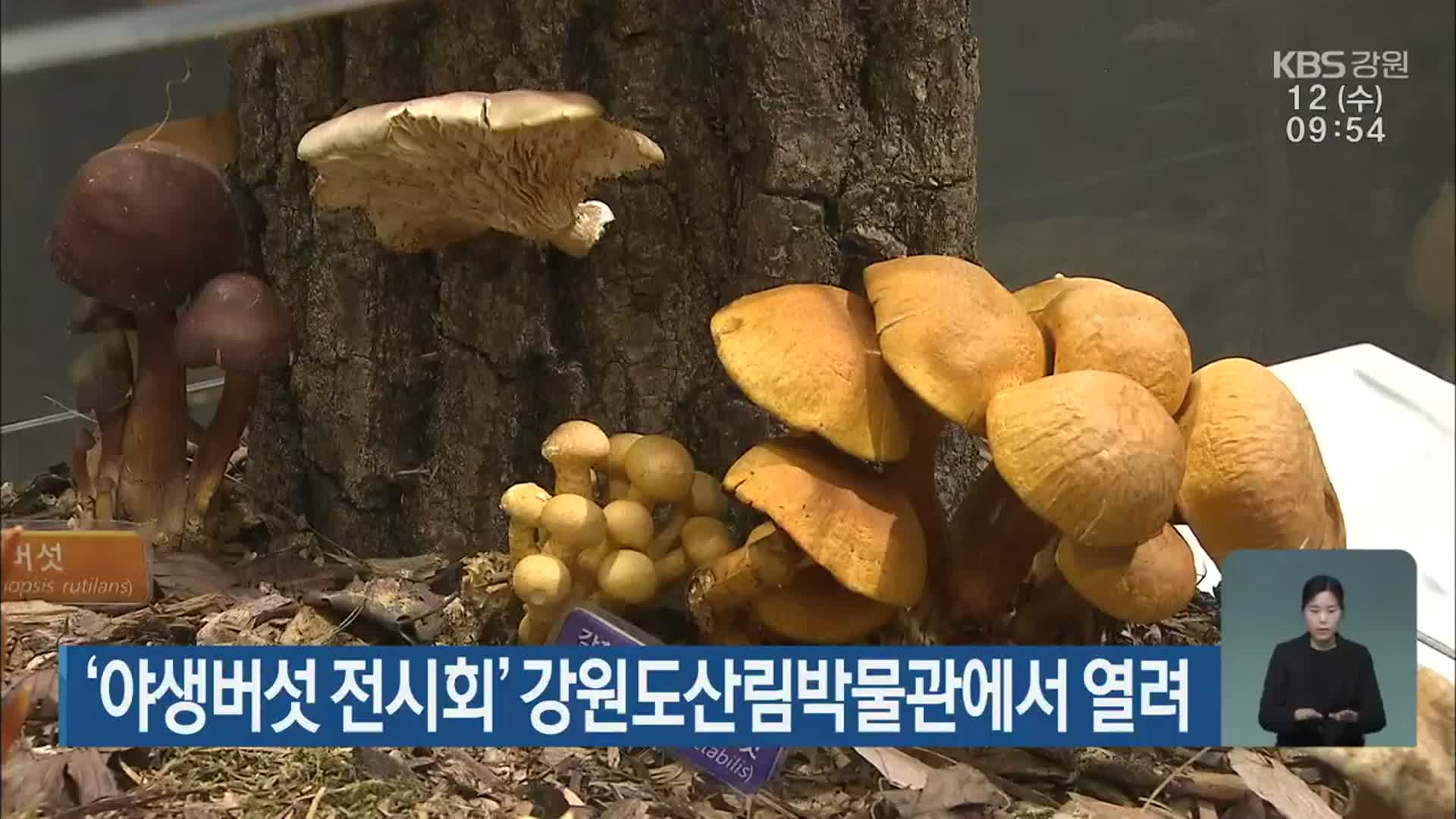 ‘야생버섯 전시회’ 강원도산림박물관에서 열려