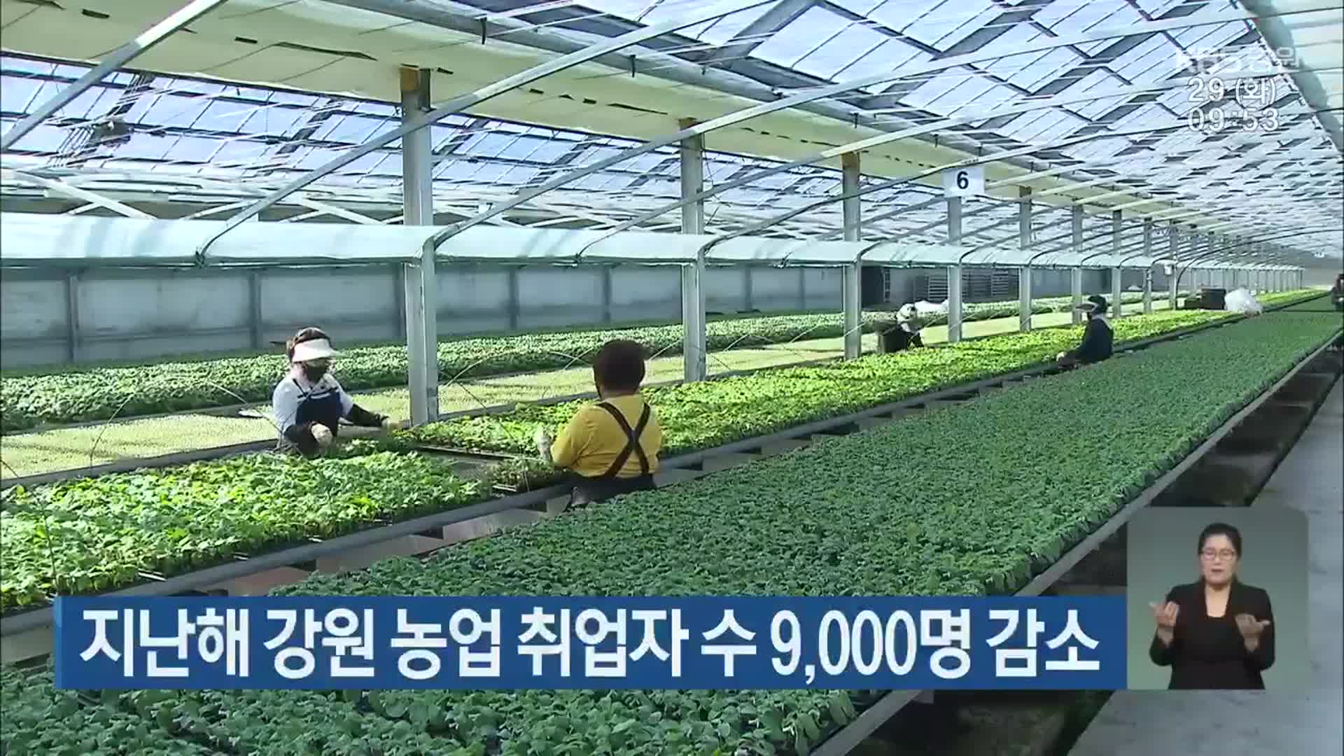 지난해 강원 농업 취업자 수 9,000명 감소
