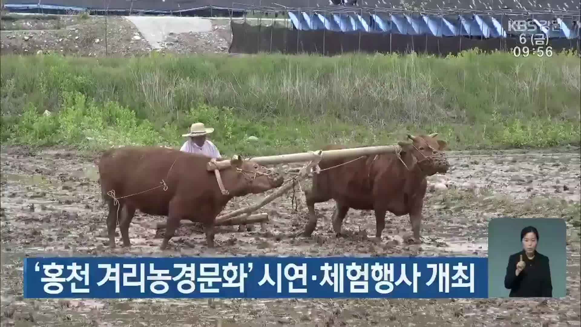 ‘홍천 겨리농경문화’ 시연·체험행사 개최