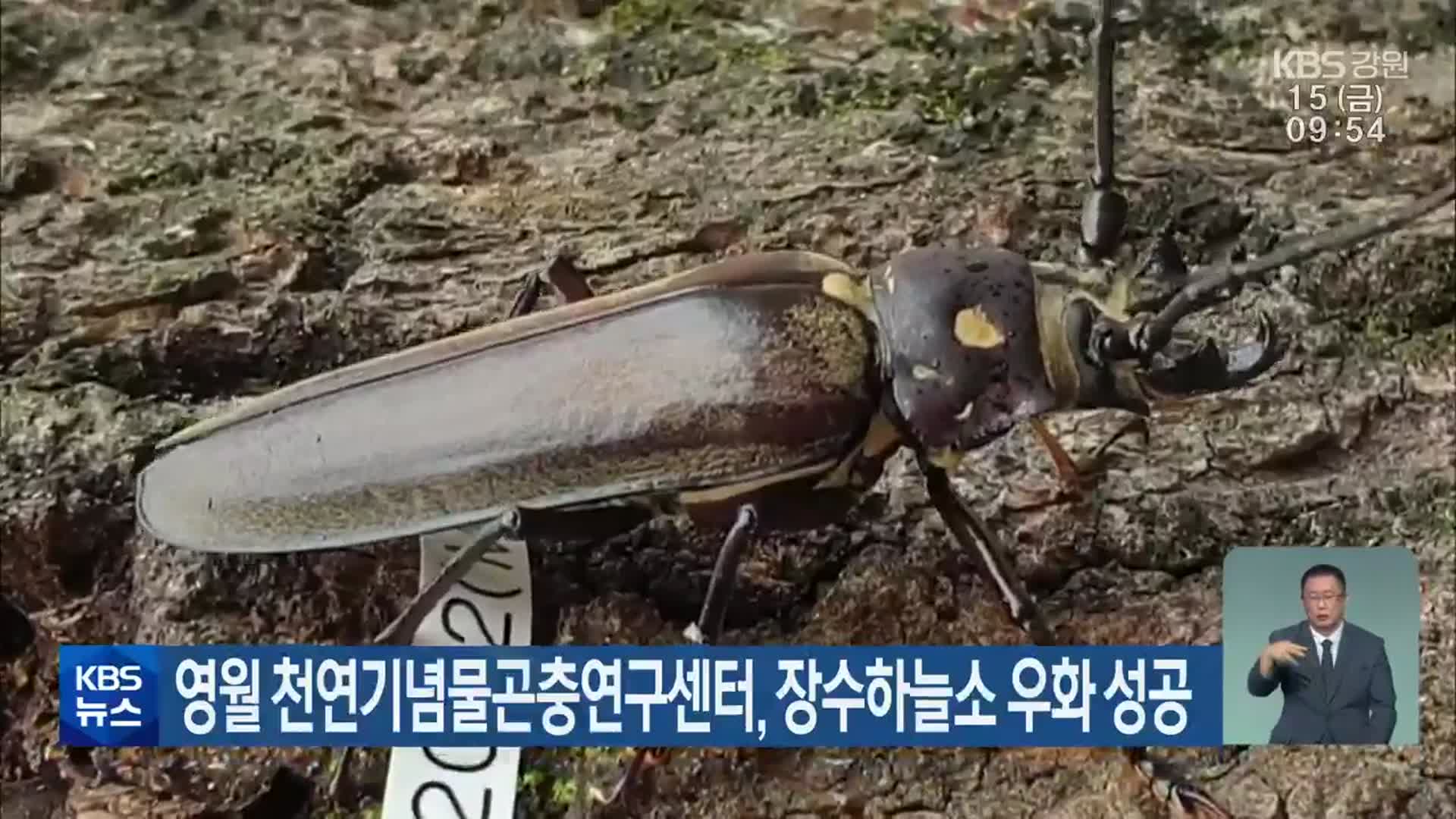 영월 천연기념물곤충연구센터, 장수하늘소 우화 성공