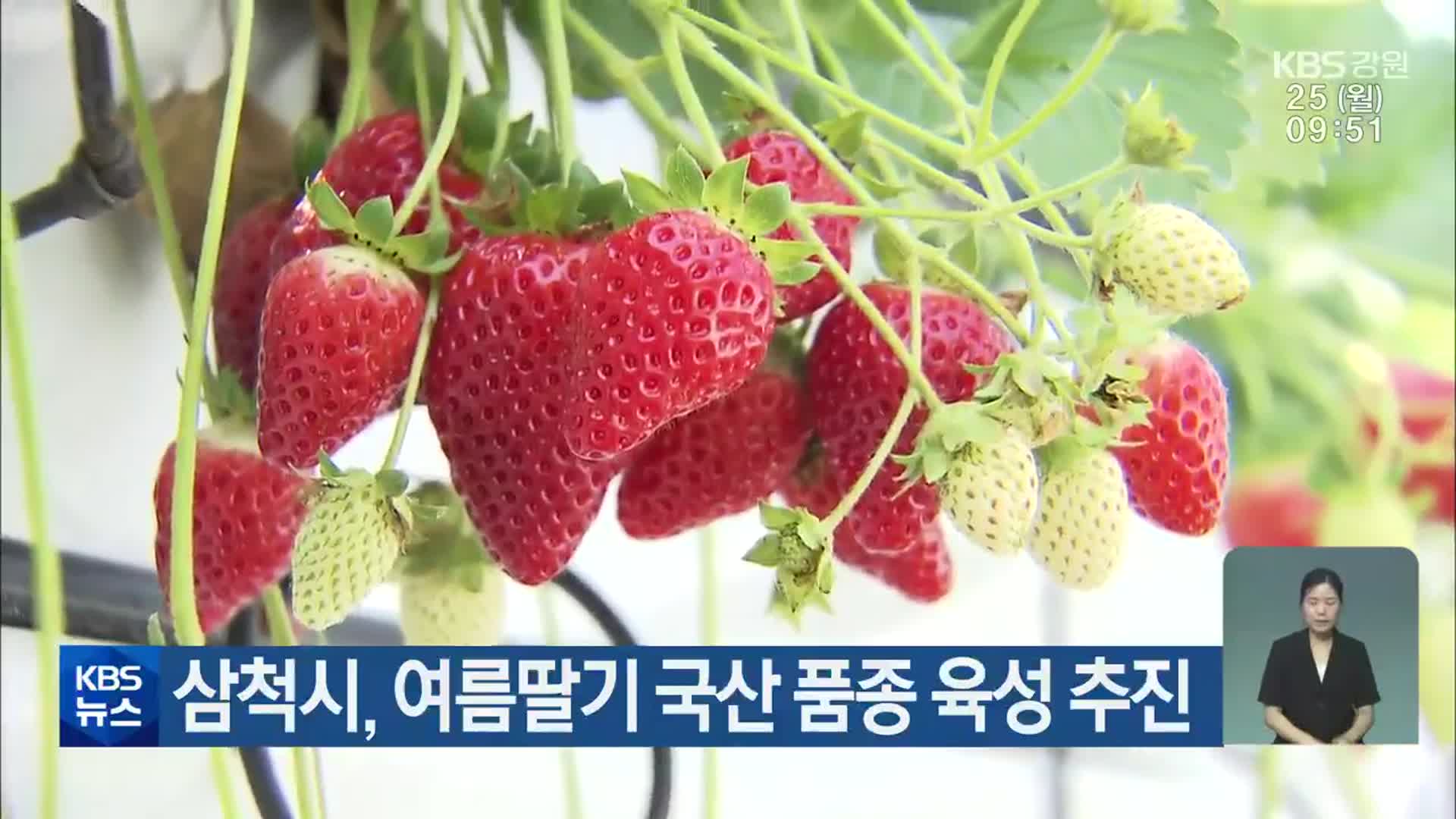 삼척시, 여름딸기 국산 품종 육성 추진