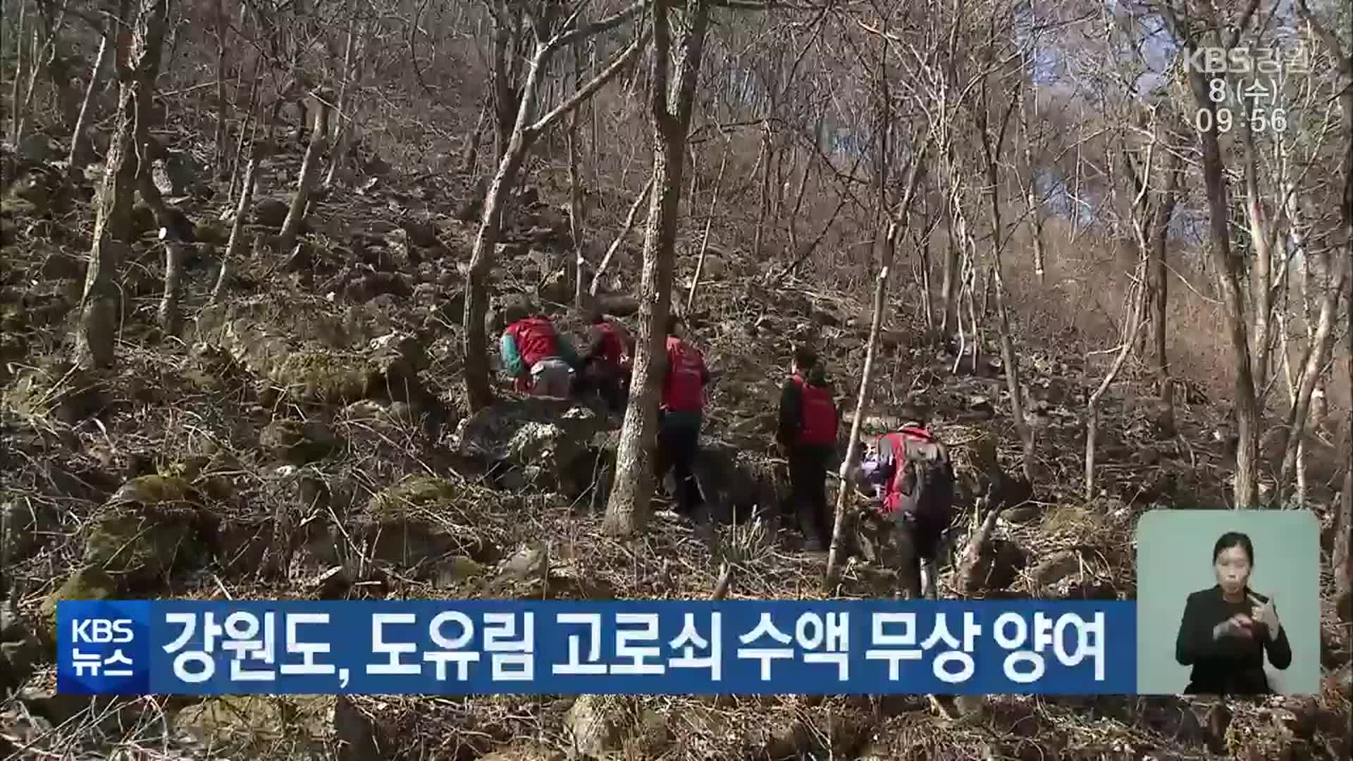 강원도, 도유림 고로쇠 수액 무상 양여