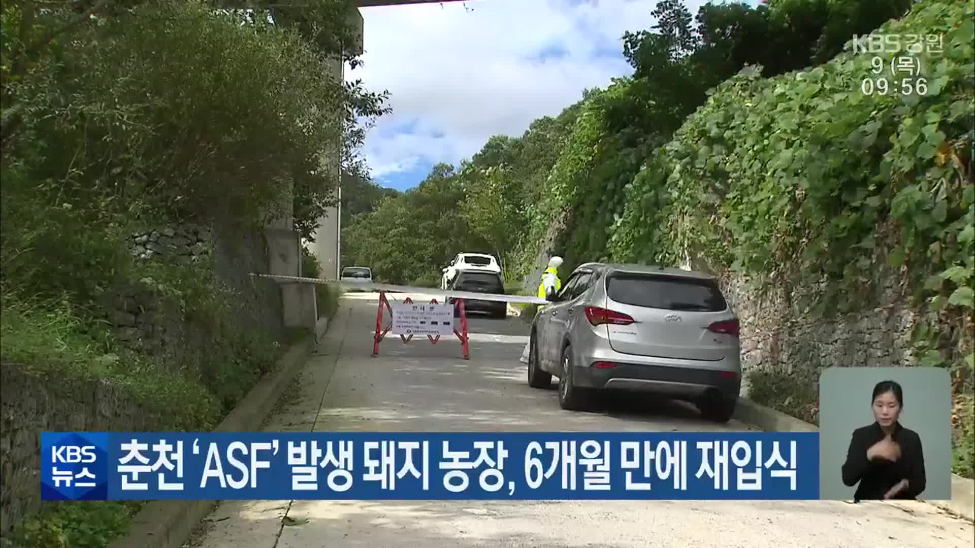 춘천 ‘ASF’ 발생 돼지 농장, 6개월 만에 재입식