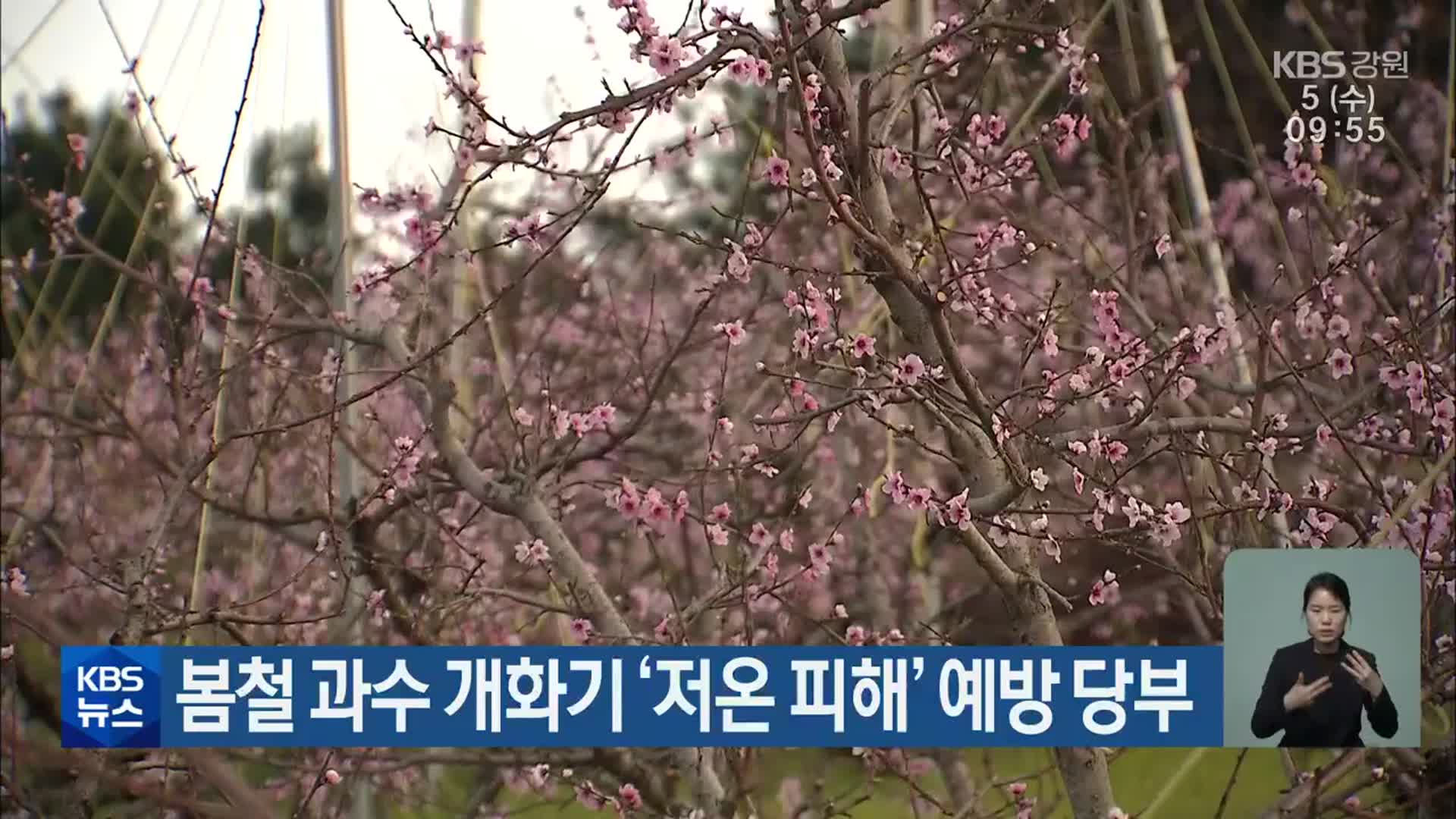 봄철 과수 개화기 ‘저온 피해’ 예방 당부