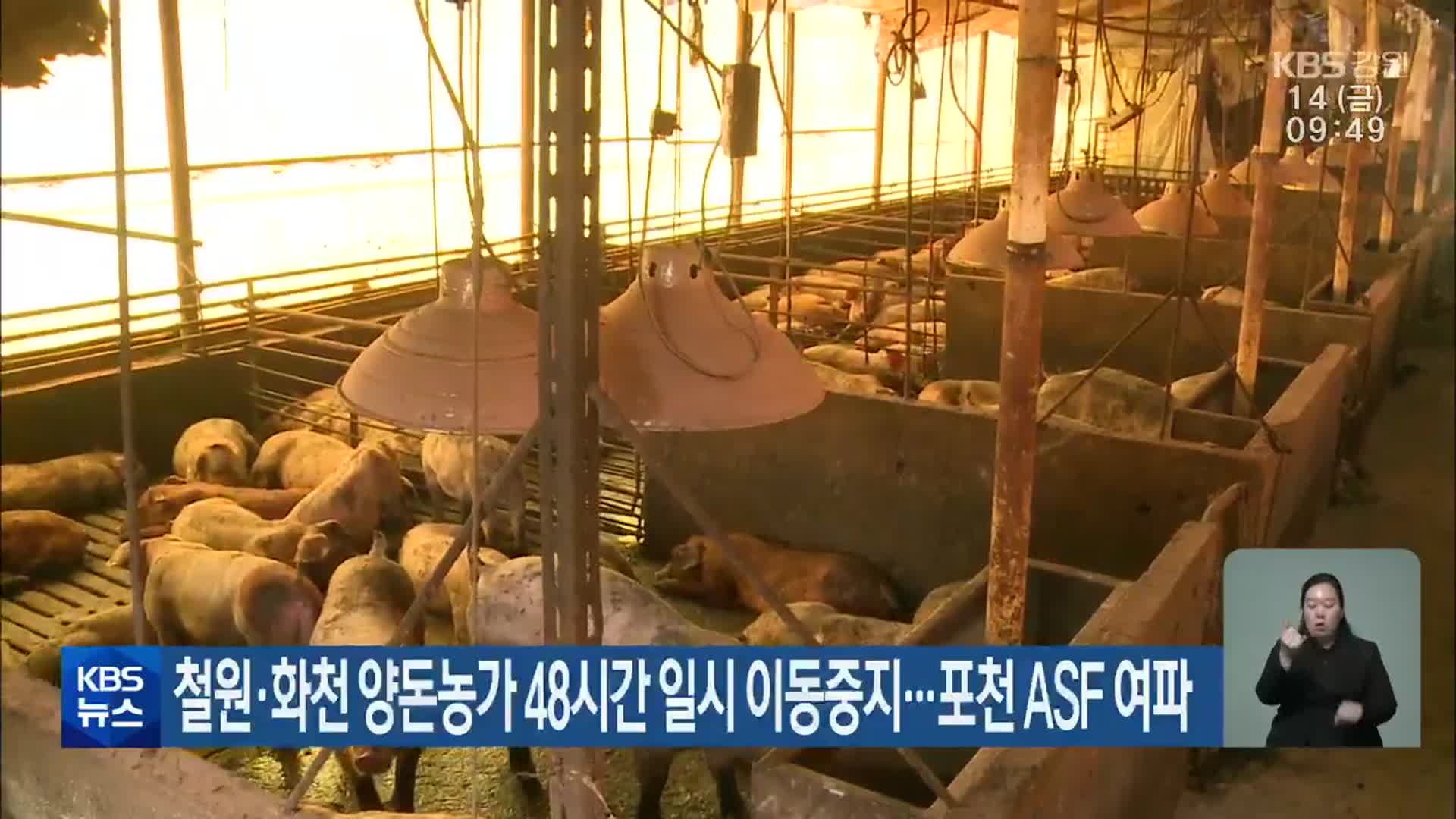 철원·화천 양돈농장 48시간 일시 이동중지…포천 ASF 여파
