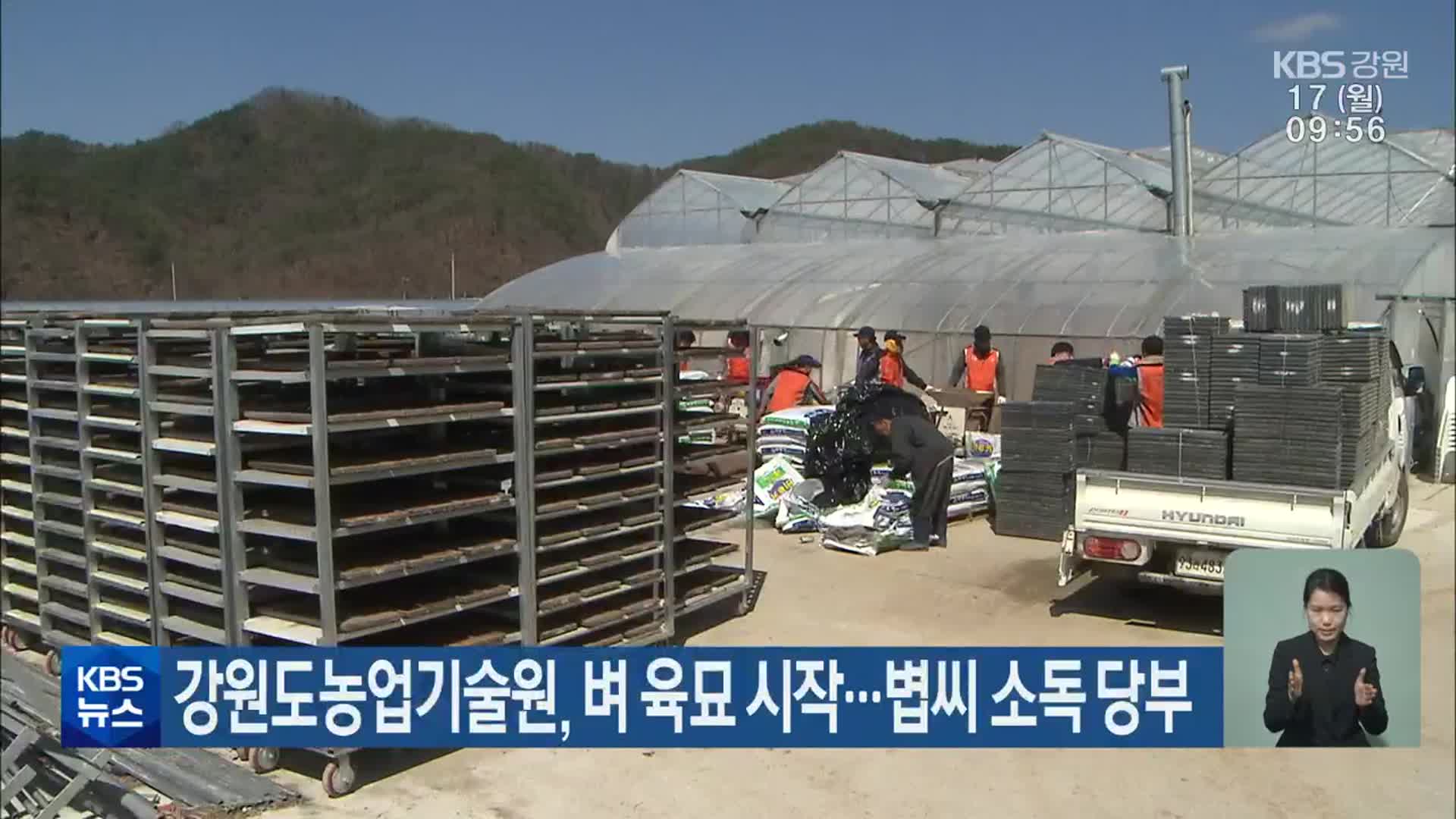 강원도농업기술원, 벼 육묘 시작…볍씨 소독 당부