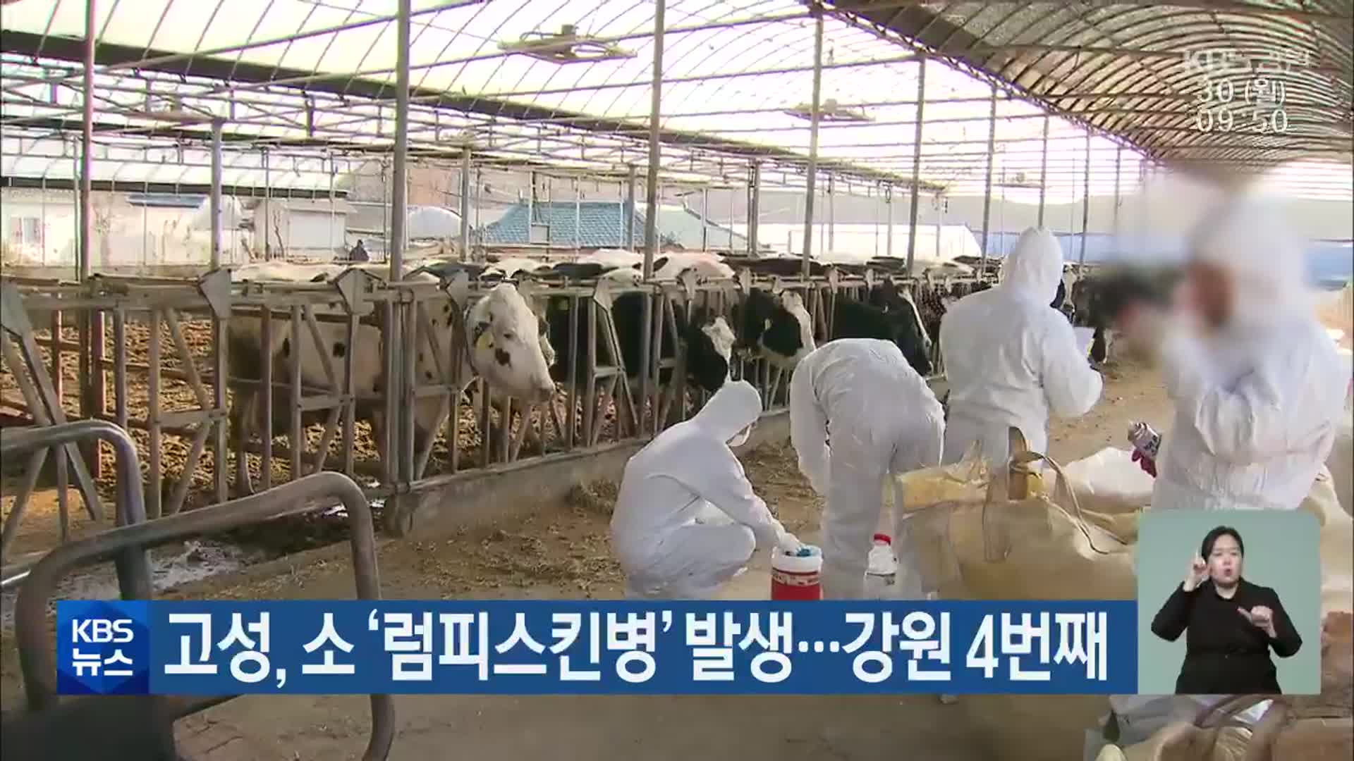 고성, 소 ‘럼피스킨병’ 발생…강원 4번째