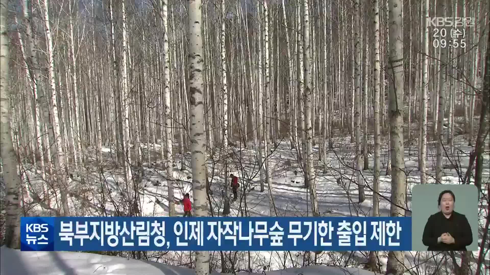 북부지방산림청, 인제 자작나무숲 무기한 출입 제한