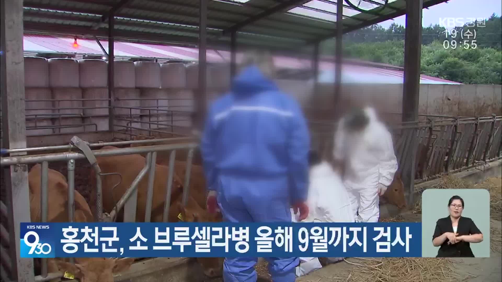 홍천군, 소 브루셀라병 올해 9월까지 검사
