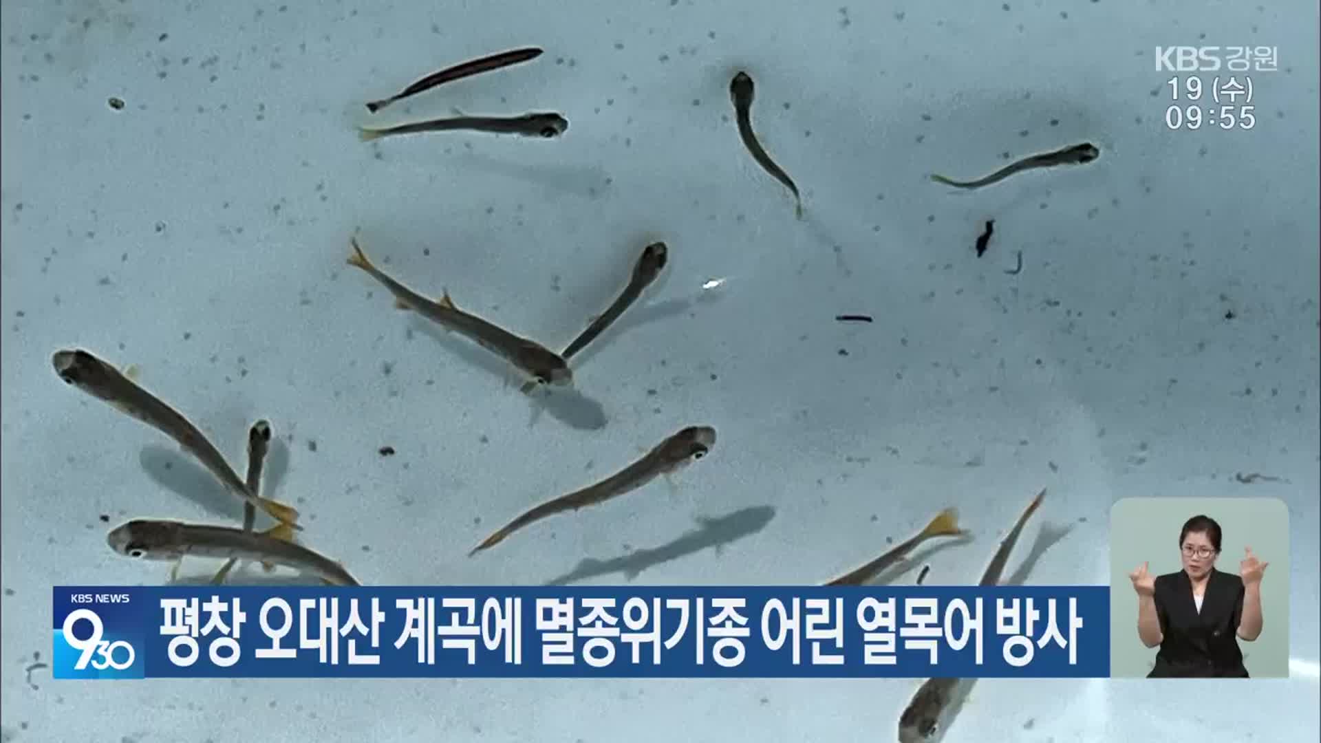 평창 오대산 계곡에 멸종위기종 어린 열목어 방사