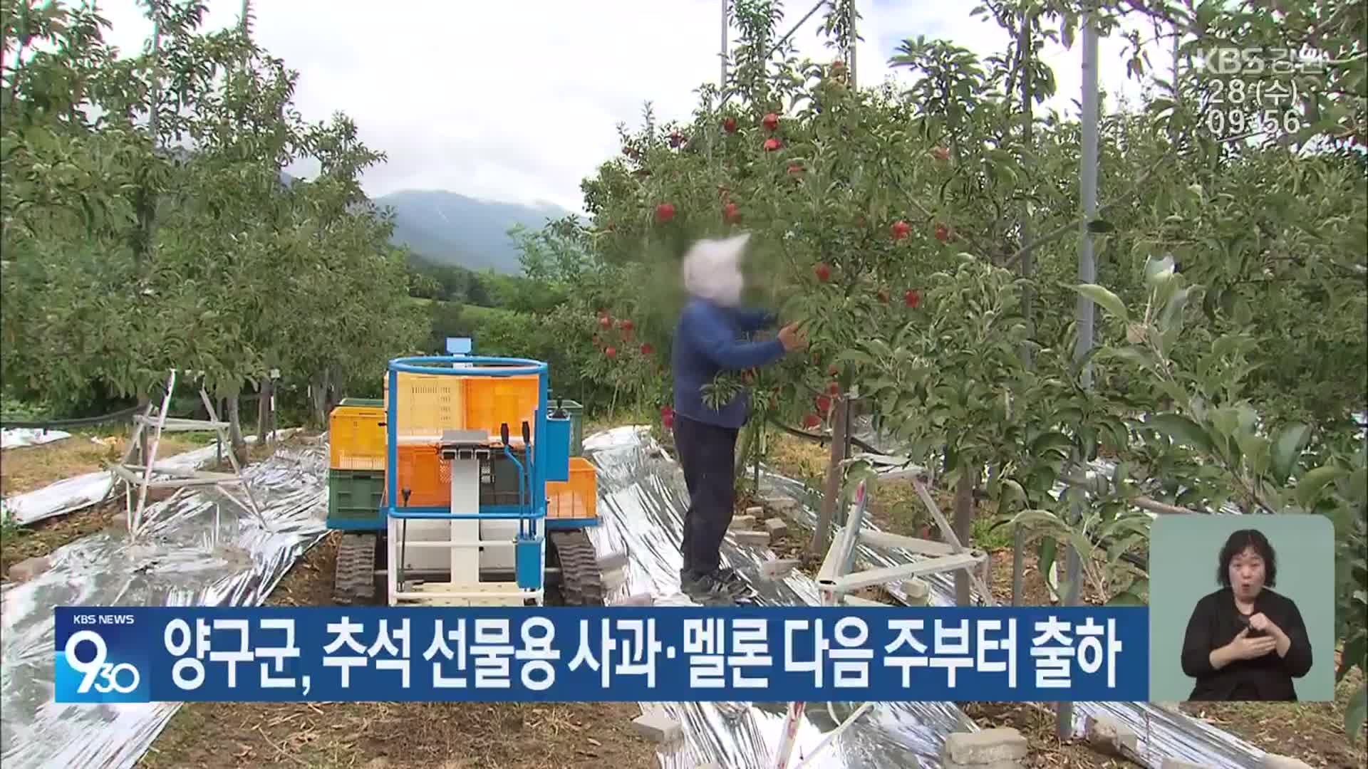 양구군, 추석 선물용 사과·멜론 다음 주부터 출하