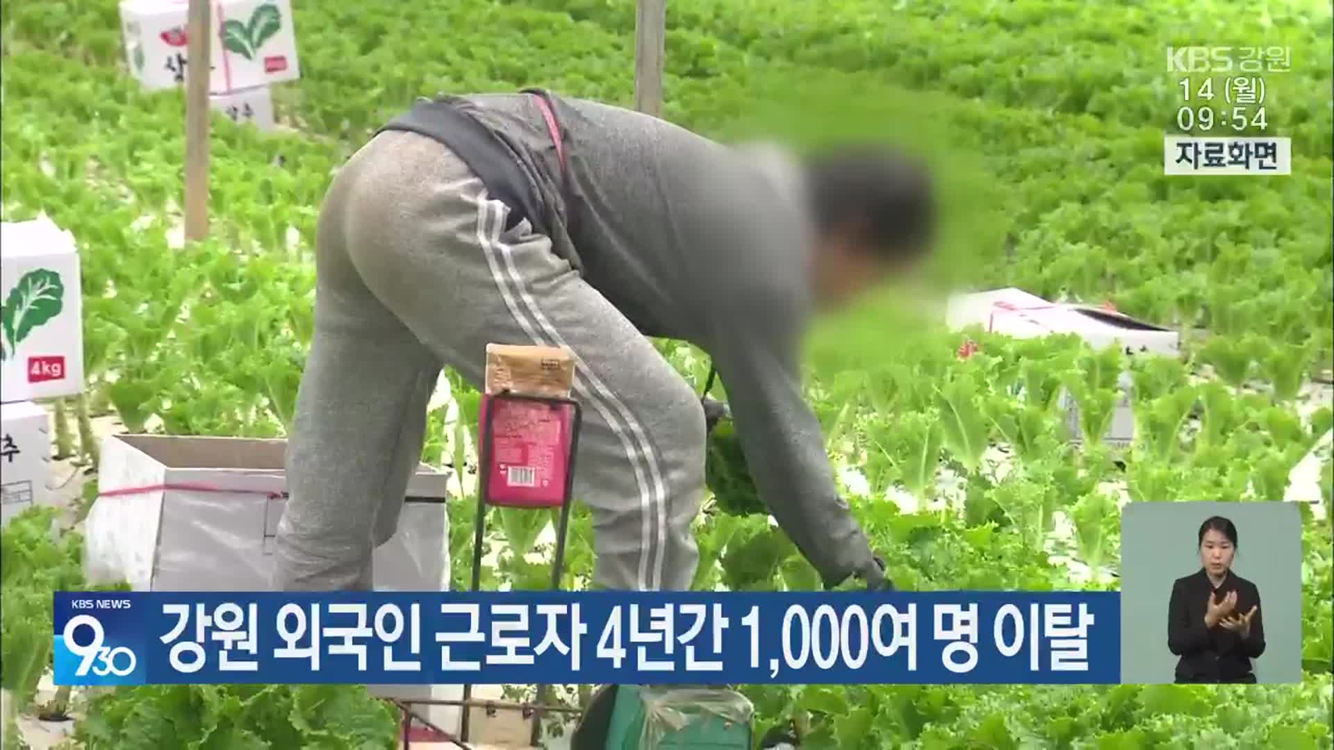 강원 외국인 근로자 4년간 1,000여 명 이탈