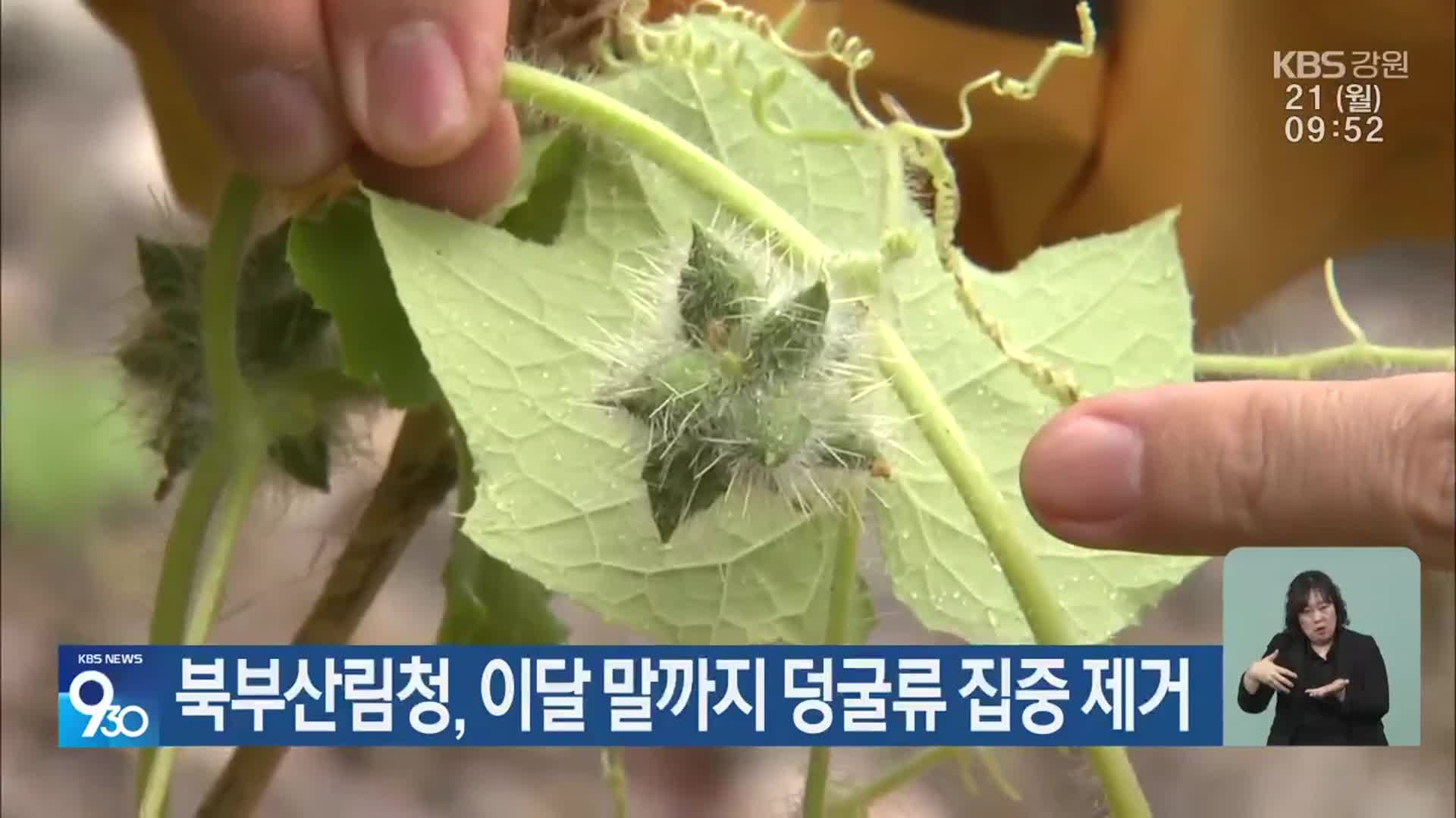 북부산림청, 이달 말까지 덩굴류 집중 제거