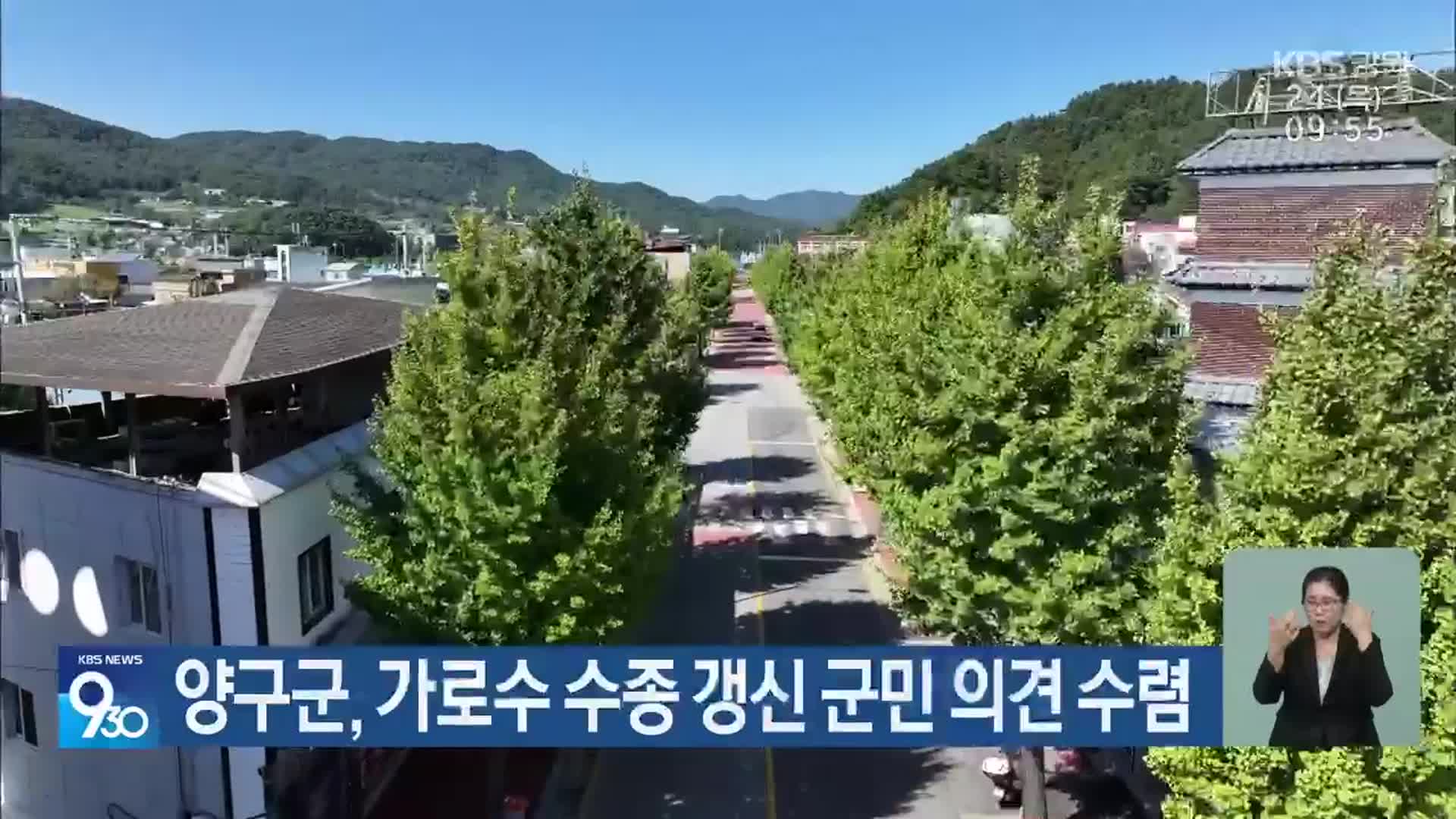 양구군, 가로수 수종 갱신 군민 의견 수렴