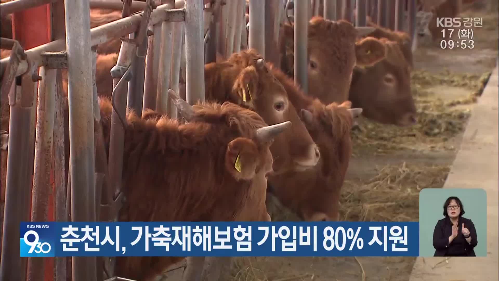 춘천시, 가축재해보험 가입비 80% 지원