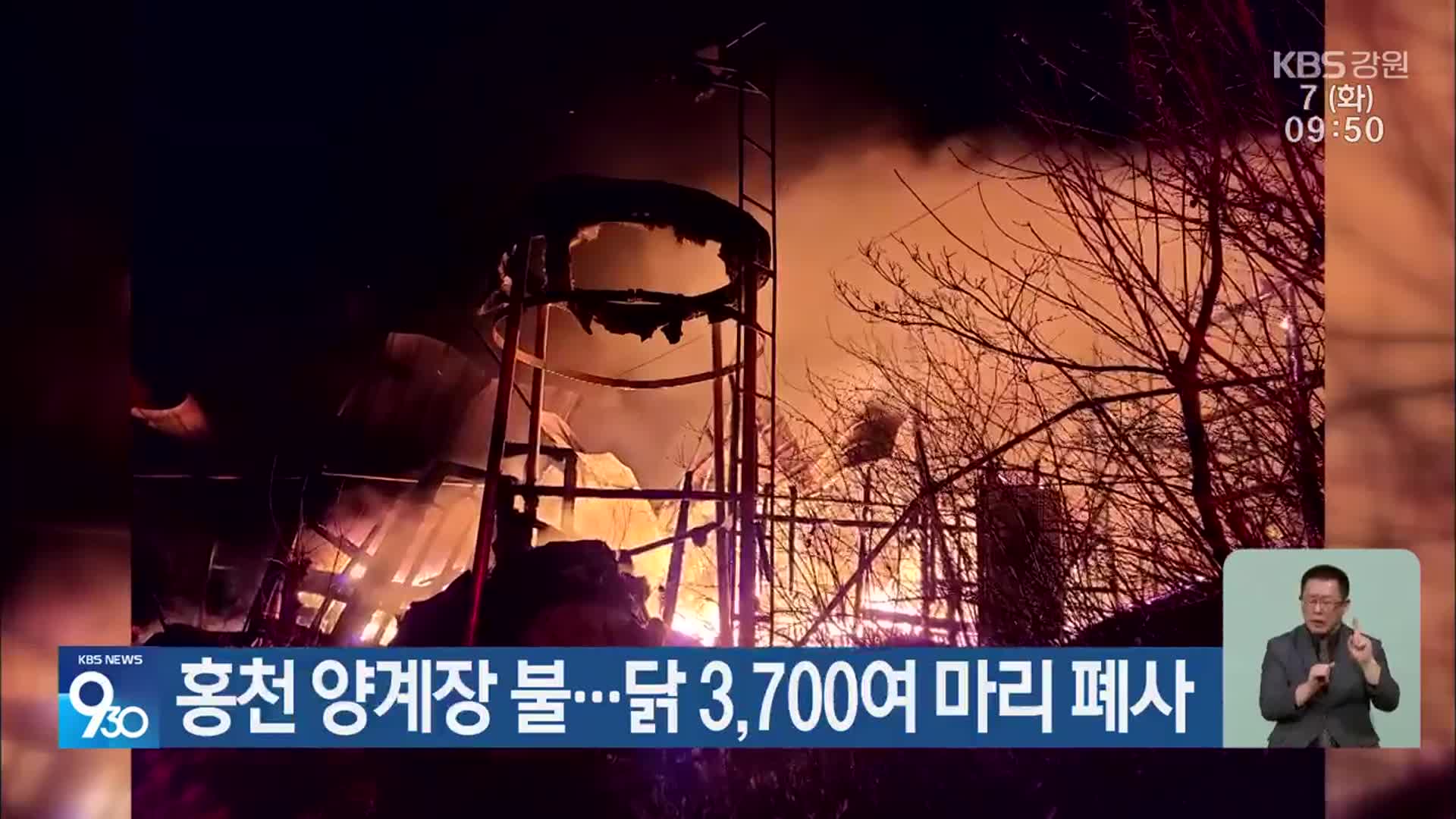 홍천 양계장 불…닭 3,700여 마리 폐사