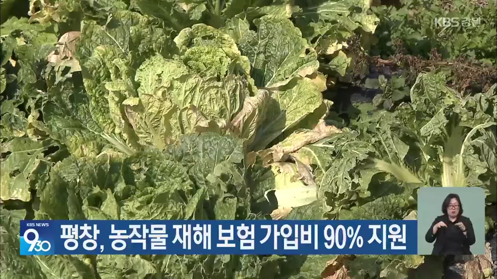 평창, 농작물 재해 보험 가입비 90% 지원