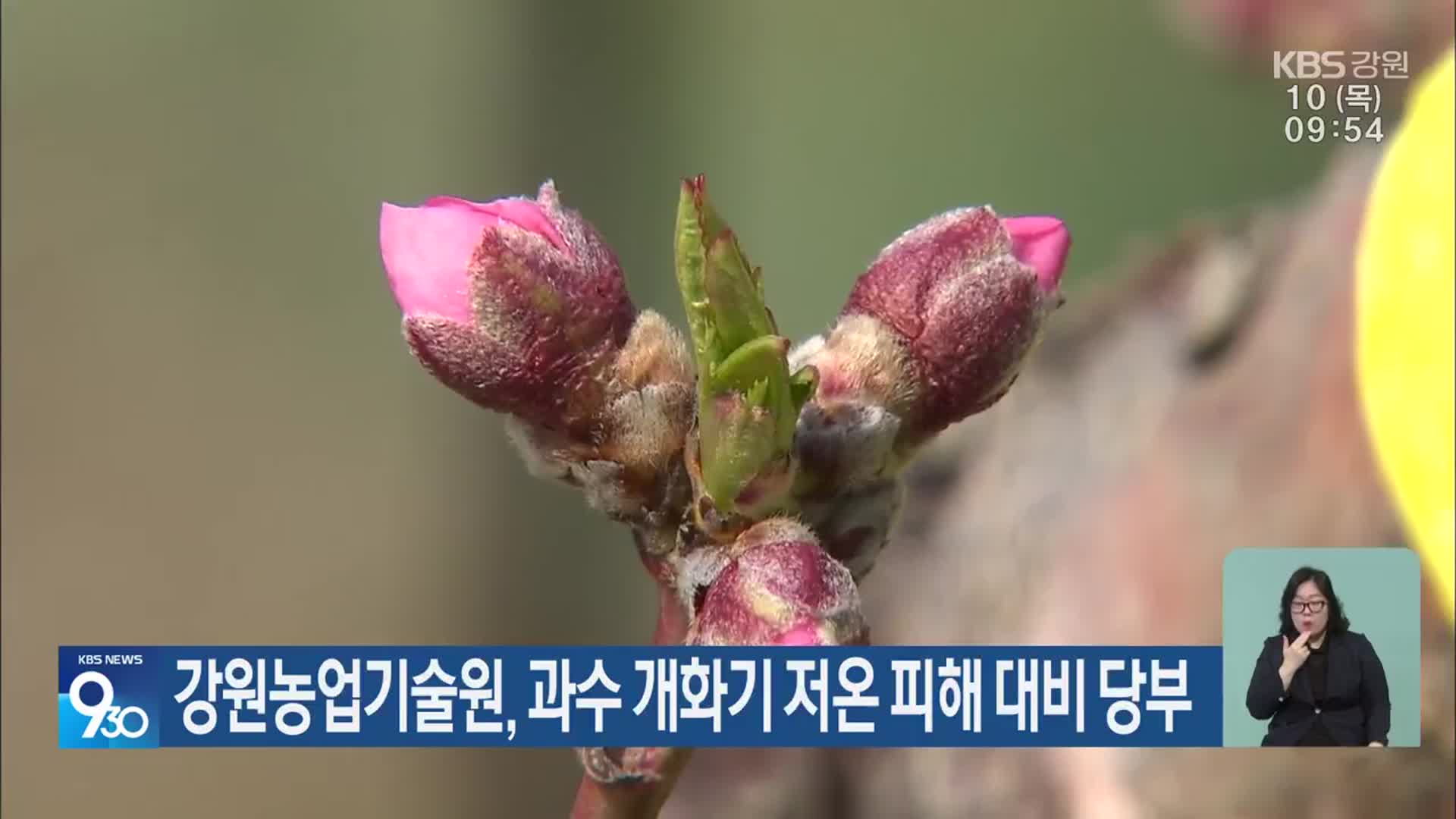 강원농업기술원, 과수 개화기 저온 피해 대비 당부
