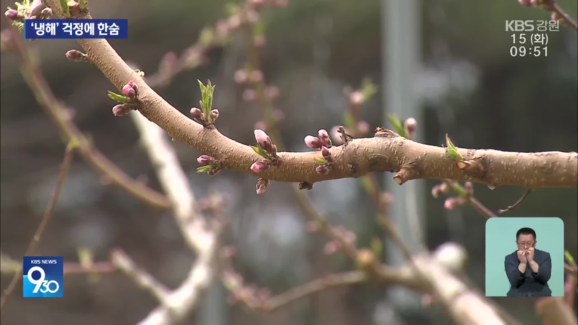 꽃이 한창일 때인데…과수원 ‘냉해’ 걱정