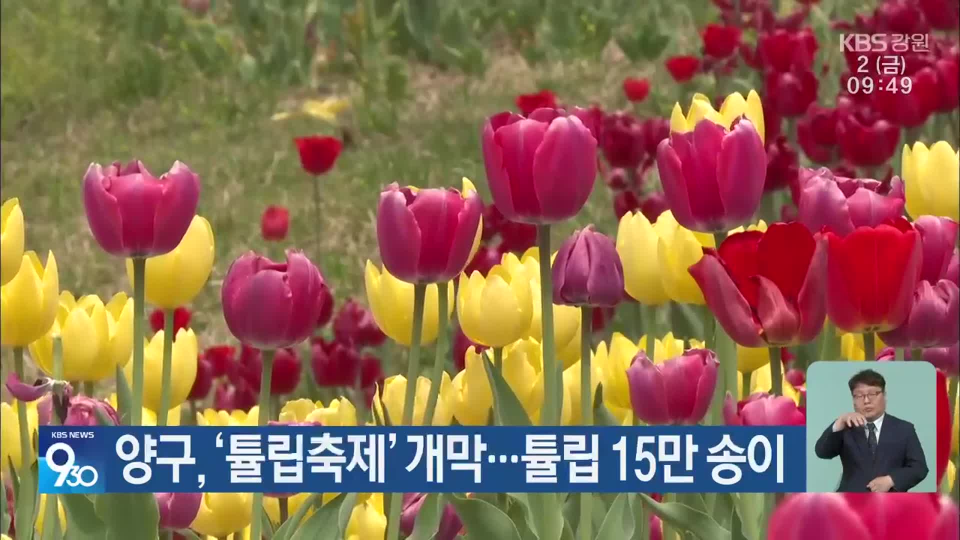 양구, ‘튤립축제’ 개막…튤립 15만 송이