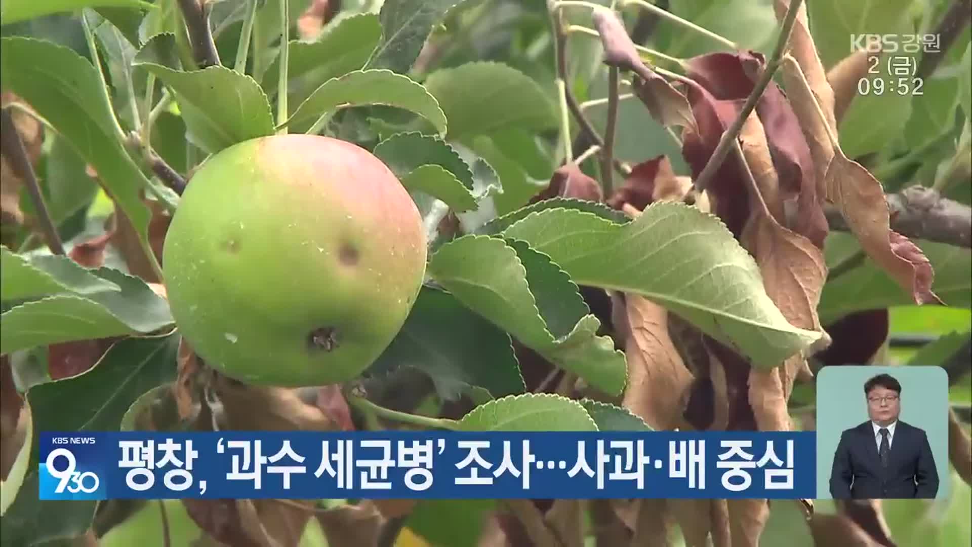 평창, ‘과수 세균병’ 조사…사과·배 중심