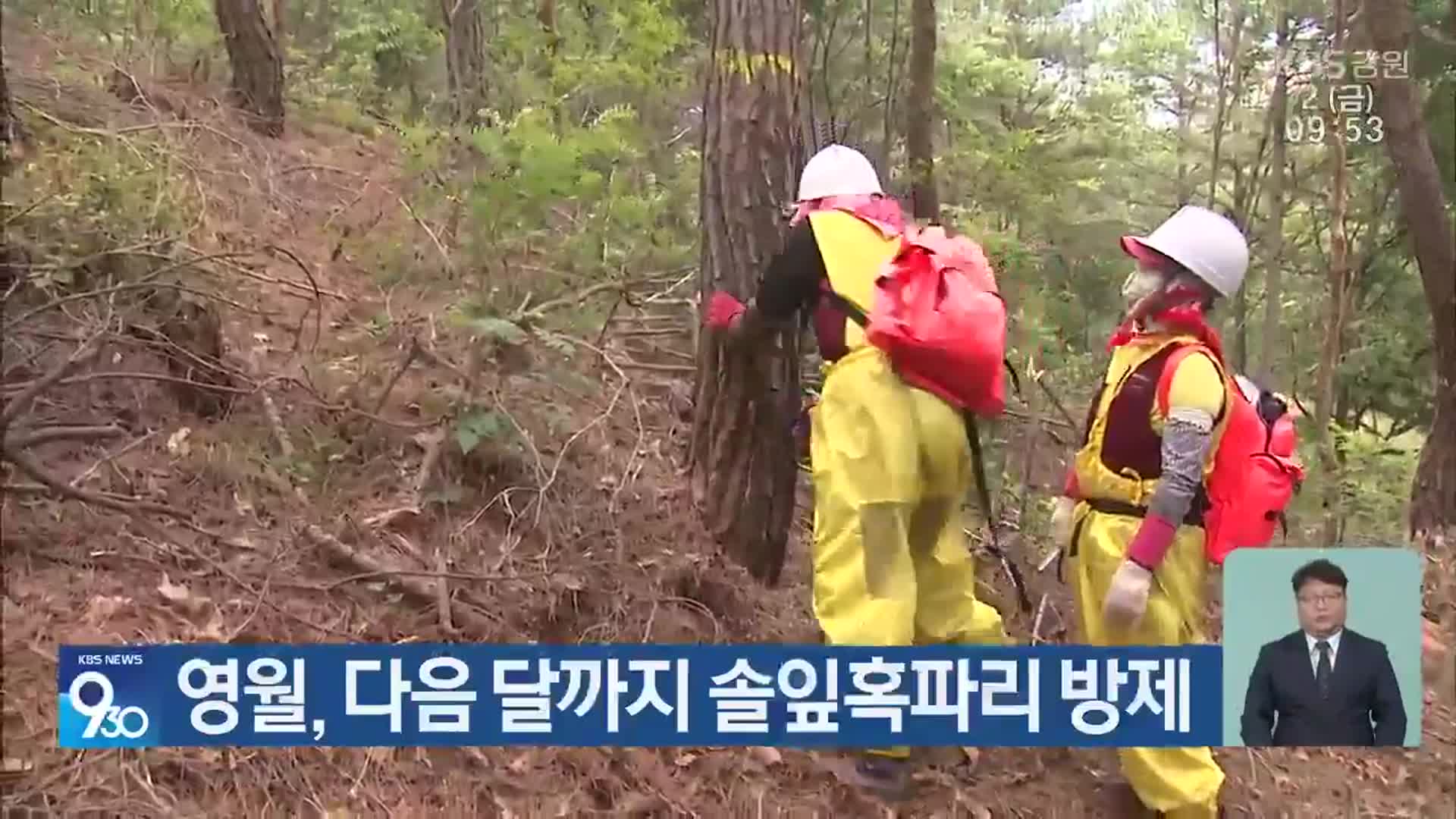 영월, 다음 달까지 솔잎혹파리 방제
