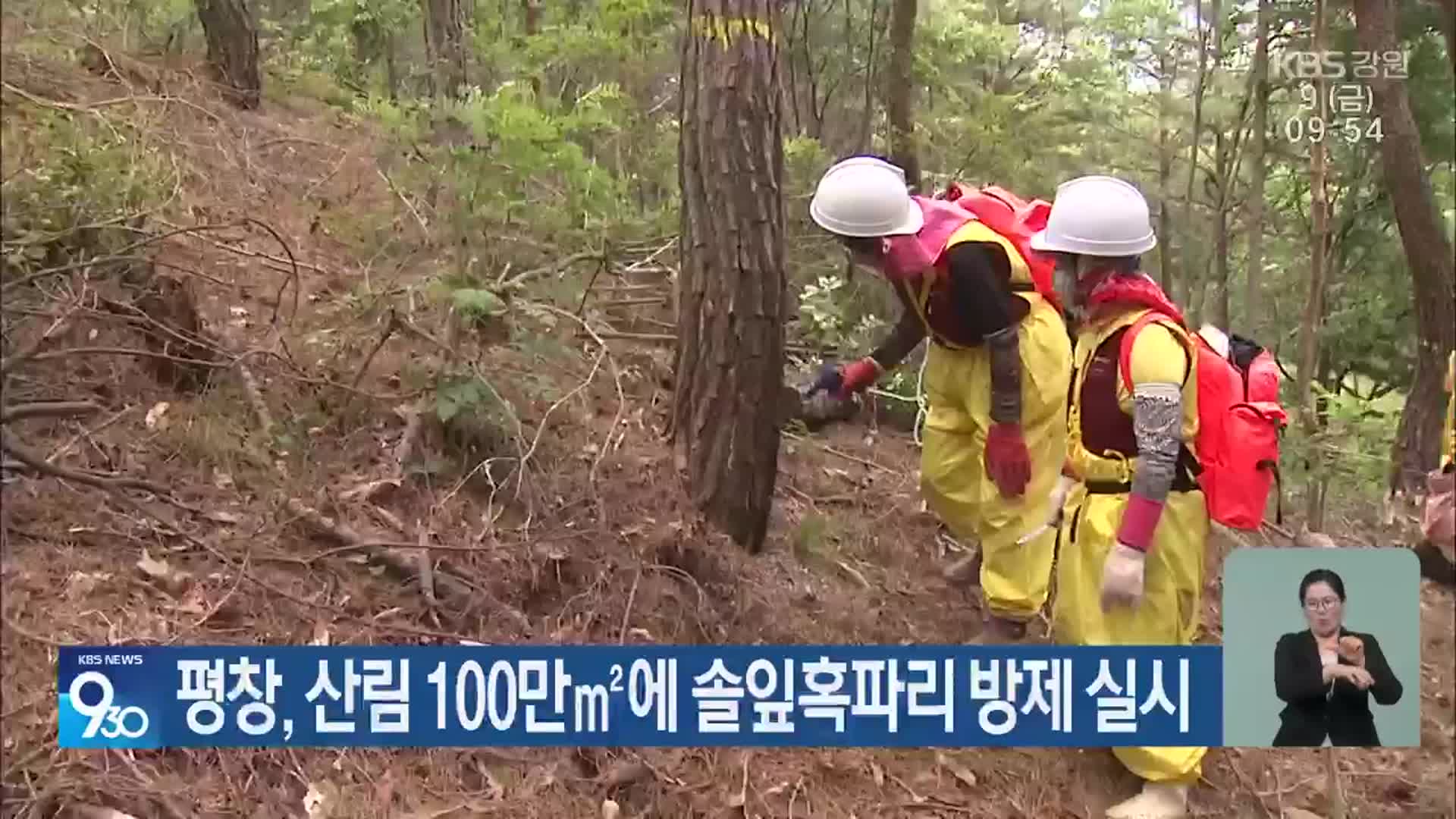 평창, 산림 100만㎡에 솔잎혹파리 방제 실시